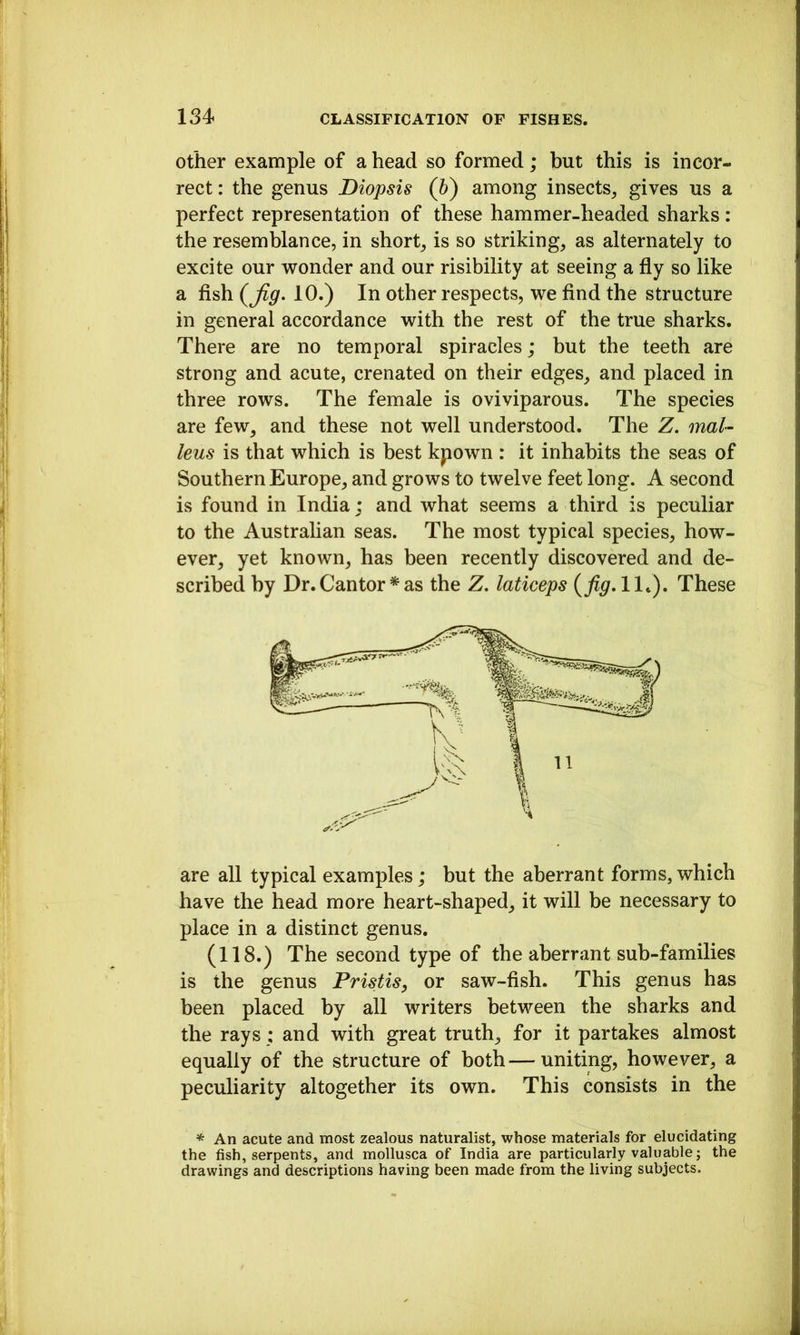 Other example of a head so formed; but this is incor- rect : the genus Diopsis (6) among insects, gives us a perfect representation of these hammer-headed sharks: the resemblance, in short, is so striking, as alternately to excite our wonder and our risibility at seeing a fly so like a flsh (^Jig> 10.) In other respects, we find the structure in general accordance with the rest of the true sharks. There are no temporal spiracles; but the teeth are strong and acute, crenated on their edges, and placed in three rows. The female is oviviparous. The species are few, and these not well understood. The Z. maU leus is that which is best kpown : it inhabits the seas of Southern Europe, and grows to twelve feet long. A second is found in India; and what seems a third is peculiar to the Australian seas. The most typical species, how- ever, yet known, has been recently discovered and de- scribed by Dr. Cantor * as the Z, laticeps {fig.11^), These are all typical examples; but the aberrant forms, which have the head more heart-shaped, it will be necessary to place in a distinct genus. (118.) The second type of the aberrant sub-families is the genus Pristis, or saw-fish. This genus has been placed by all writers between the sharks and the rays ; and with great truth, for it partakes almost equally of the structure of both—uniting, however, a peculiarity altogether its own. This consists in the An acute and most zealous naturalist, whose materials for elucidating the fish, serpents, and mollusca of India are particularly valuable; the drawings and descriptions having been made from the living subjects.