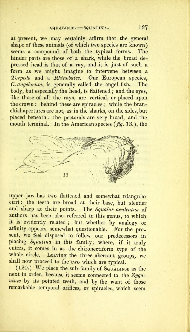 at present, we may certainly affirm that the general shape of these animals (of which two species are knovm) seems a compound of both the typical forms. The hinder parts are those of a shark, while the broad de- pressed head is that of a ray, and it is just of such a form as we might imagine to intervene between a Torpedo and a RMnohates, Our European species, C, angelorurriy is generally called the angel-fish. The body, but especially the head, is flattened; and the eyes, like those of all the rays, are vertical, or placed upon the crown : behind these are spiracles; while the bran- chial apertures are not, as in the sharks, on the sides, but placed beneath : the pectorals are very broad, and the mouth terminal. In the American species (^fig. 13.), the upper jaw has two flattened and somewhat triangular cirri: the teeth are broad at their base, but slender and sliarp at their points. The Squalus aculeatus of authors has been also referred to this genus, to which it is evidently related; but whether by analogy or affinity appears somewhat questionable. For the pre- sent, we feel disposed to foUow our predecessors in placing Squatina in this family; where, if it truly enters, it comes in as the chironectiform type of the whole circle. Leaving the three aberrant groups, we shall now proceed to the two which are typical. (120.) We place the sub-family of Squalin^ as the next in order, because it seems connected to the Zyga- nincB by its pointed teeth, and by the want of those remarkable temporal orifices, or spiracles, which seem