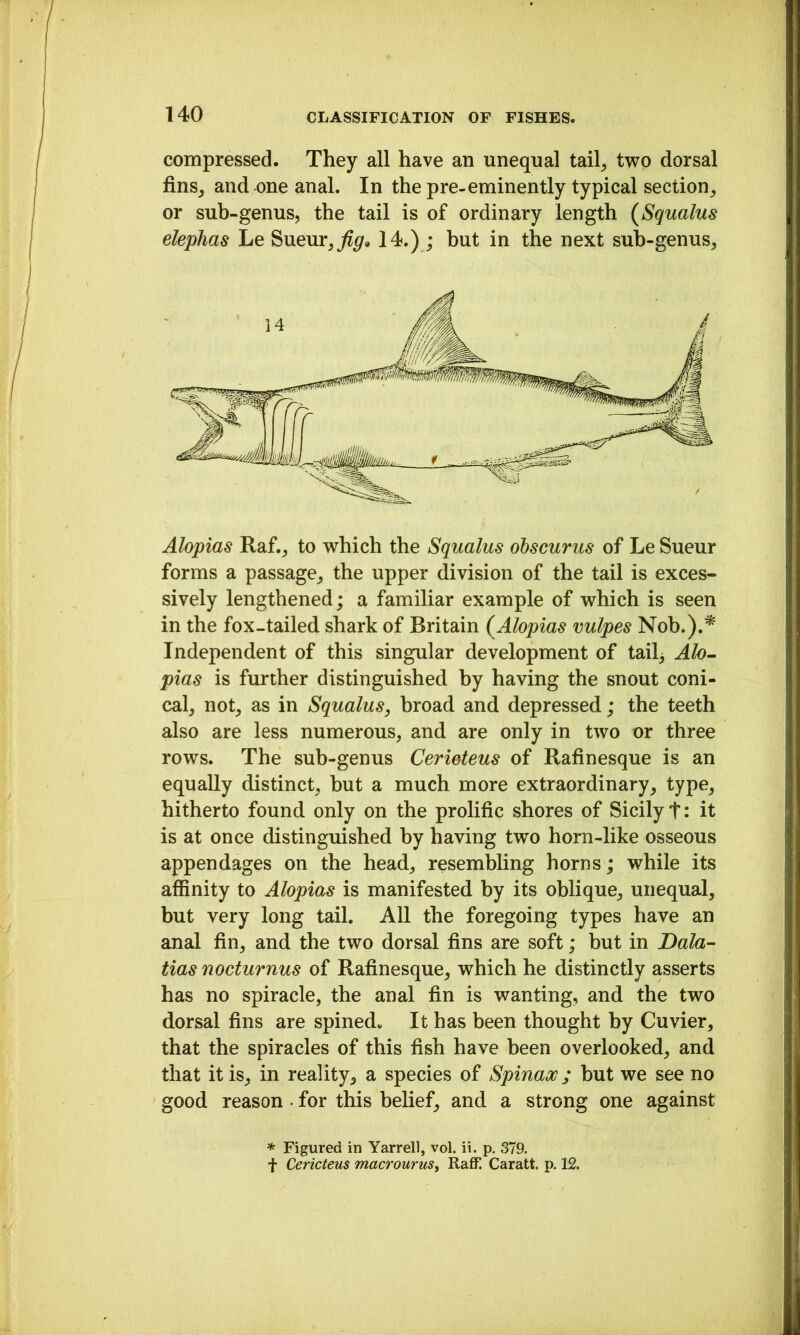 compressed. They all have an unequal tail, two dorsal fins, and one anal. In the pre-eminently typical section, or sub-genus, the tail is of ordinary length {Squalus elephas Le Sueur, 14.) ; but in the next sub-genus. Alopias Raf., to which the Squalus obscurus of Le Sueur forms a passage, the upper division of the tail is exces- sively lengthened; a familiar example of which is seen in the fox-tailed shark of Britain (^Alopias vulpes Nob.).^ Independent of this singular development of tail^ Ah^ pias is further distinguished by having the snout coni- cal, not, as in Squalus, broad and depressed; the teeth also are less numerous, and are only in two or three rows. The sub-genus Cerieteus of Rafinesque is an equally distinct, but a much more extraordinary, type, hitherto found only on the prolific shores of Sicily t: it is at once distinguished by having two horn-like osseous appendages on the head, resembling horns; while its affinity to Alopias is manifested by its oblique, unequal, but very long tail. All the foregoing types have an anal fin, and the two dorsal fins are soft; but in Dala- tias nocturnus of Rafinesque, which he distinctly asserts has no spiracle, the anal fin is wanting, and the two dorsal fins are spined. It has been thought by Cuvier, that the spiracles of this fish have been overlooked, and that it is, in reality, a species of Spinax; but we see no good reason • for this belief, and a strong one against * Figured in Yarrell, vol. ii. p, 379. t Cerieteus macrourus^ Raff! Caratt. p. 12.