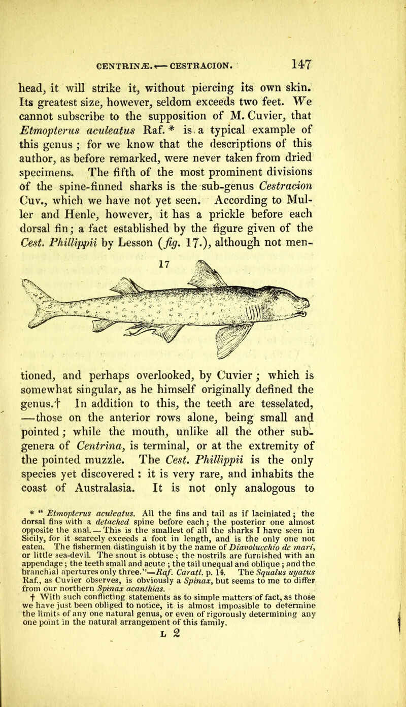 CENTRINiE.^CESTRACION. 14*7 head^ it will strike it^ without piercing its own skin. Its greatest size^ however_, seldom exceeds two feet. We cannot subscribe to the supposition of M. Cuvier^ that Etmopterus uculeatus Raf. * is a typical example of this genus ; for we know that the descriptions of this author, as before remarked, were never taken from dried specimens. The fifth of the most prominent divisions of the spine-finned sharks is the sub-genus Cestracion Cuv., which we have not yet seen. According to Mul- ler and Henle, however, it has a prickle before each dorsal hn; a fact established by the figure given of the Cest. Phillippii by Lesson 17^), although not men- tioned, and perhaps overlooked, by Cuvier; which is somewhat singular, as he himself originally defined the genus.t In addition to this, the teeth are tesselated, —those on the anterior rows alone, being small and pointed; while the mouth, unlike all the other sub- genera of Centrina, is terminal, or at the extremity of the pointed muzzle. The Cest, Phillippii is the only species yet discovered : it is very rare, and inhabits the coast of Australasia. It is not only analogous to * “ Etmopterus aculeatus. All the fins and tail as if laciniated; the dorsal fins with a detached spine before each; the posterior one almost opposite the anal.— This is the smallest of all the sharks I have seen in Sicily, for it scarcely exceeds a foot in length, and is the only one not eaten. The fishermen distinguish it by the name of BiavoLucchio de mari, or little sea-devil. The snout is obtuse ; the nostrils are furnished with an appendage; the teeth small and acute ; the tail unequal and oblique; and the branchial apertures only three.”—i?a/. Caratt. p. 14. The Squalus uyatus Raf., as Cuvier observes, is obviously a Spinax, but seems to me to differ from our northern Spinax acanthias. f With such conflicting statements as to simple matters of fact, as those we have just been obliged to notice, it is almost impossible to determine the limits of any one natural genus, or even of rigorously determining any one point in the natural arrangement of this family. L 2