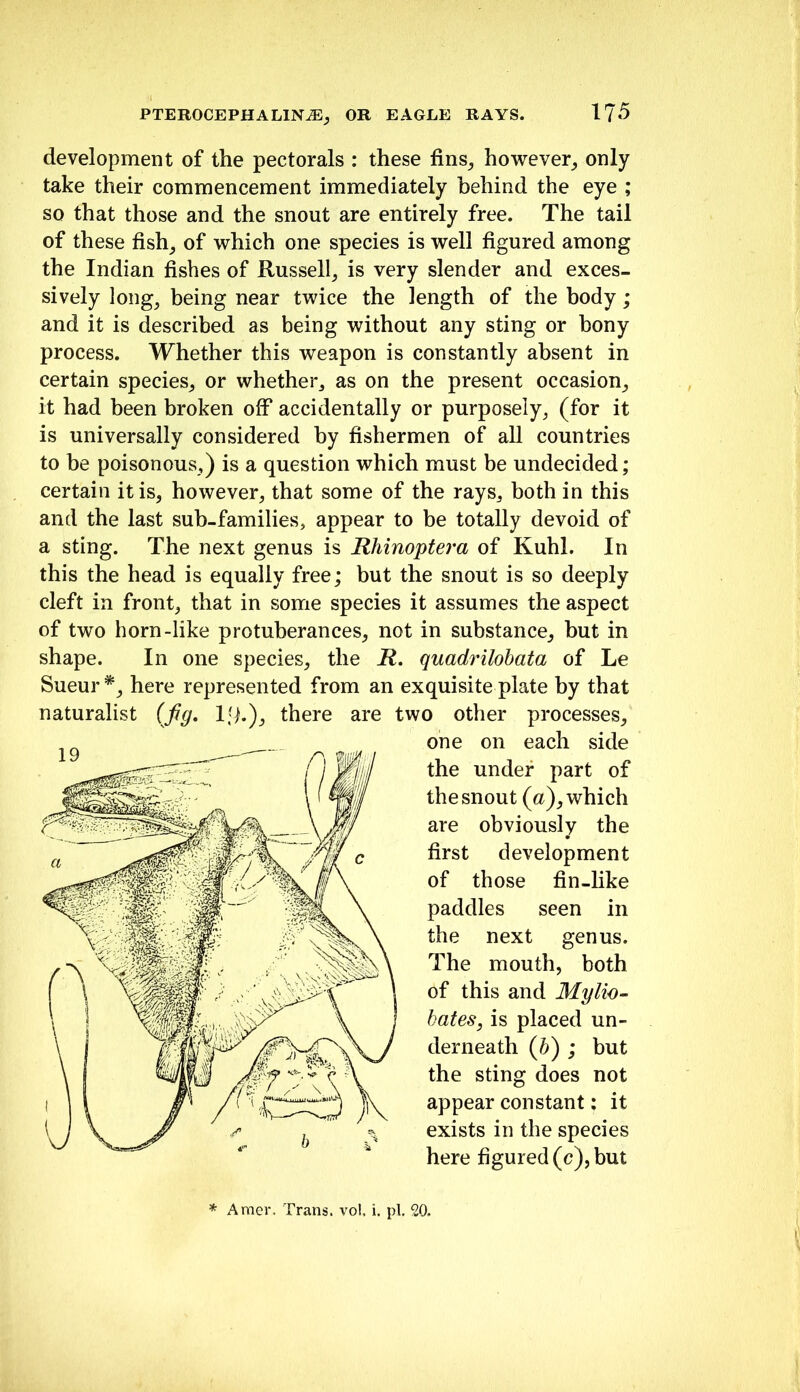 development of the pectorals : these fins_, however_, only take their commencement immediately behind the eye ; so that those and the snout are entirely free. The tail of these fish_, of which one species is well figured among the Indian fishes of Russell^ is very slender and exces- sively long, being near twice the length of the body; and it is described as being without any sting or bony process. Whether this weapon is constantly absent in certain species^ or whether, as on the present occasion, it had been broken off accidentally or purposely, (for it is universally considered by fishermen of all countries to be poisonous,) is a question which must be undecided; certain it is, however, that some of the rays, both in this and the last sub-families, appear to be totally devoid of a sting. The next genus is Rhino'ptera of Kuhl. In this the head is equally free; but the snout is so deeply cleft in front, that in some species it assumes the aspect of two horn-like protuberances, not in substance,, but in shape. In one species, the H, quadrilobata of Le Sueur*, here represented from an exquisite plate by that naturalist {fig, Ifh), there are two other processes, one on each side the under part of the snout (a), which are obviously the first development of those fin-hke paddles seen in the next genus. The mouth, both of this and Mylio- hates, is placed un- derneath (6) ; but the sting does not appear constant; it exists in the species here figured (c), but Amer. Trans, vol. i. pi, 20.