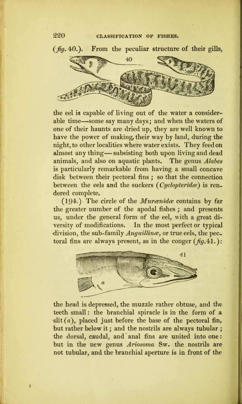 (Jiff. 40.). From the peculiar structure of their gills. the eel is capable of living out of the water a consider- able time—some say many days; and when the waters of one of their haunts are dried up, they are well known to have the power of makings their way by land, during the night, to other localities where water exists. They feed on almost any thing—subsisting both upon living and dead animals, and also on aquatic plants. The genus Alabes is particularly remarkable from having a small concave disk between their pectoral fins ; so that the connection between the eels and the suckers (Cyclopteridce) is ren- dered complete. (194.) The circle of the MurcBnidce contains by far the greater number of the apodal fishes; and presents us, under the general form of the eel, with a great di- versity of modifications. In the most perfect or typical division, the sub-family AnffuillincB, or true eels, the pec- toral fins are always present, as in the conger (Jiff.41.): the head is depressed, the muzzle rather obtuse, and the teeth small: the branchial spiracle is in the form of a •sht (a), placed just before the base of the pectoral fin, but rather below it; and the nostrils are always tubular ; the dorsal, caudal, and anal fins are united into one: but in the new genus Ariosoma Sw. the nostrils are not tubular, and the branchial aperture is in front of the