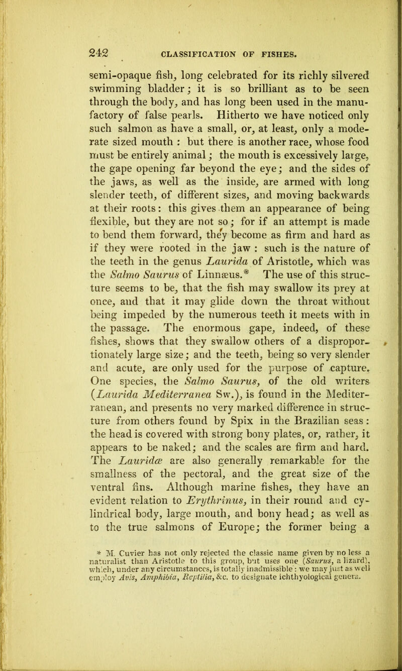 semi-opaque fish^ long celebrated for its richly silvered swimming bladder; it is so brilliant as to be seen through the body^ and has long been used in the manu- factory of false pearls. Hitherto we have noticed only such salmon as have a small^ or^ at least_, only a mode- rate sized mouth : but there is another race_, whose food must be entirely animal; the mouth is excessively large, the gape opening far beyond the eye; and the sides of the jaws, as well as the inside, are armed with long slender teeth, of different sizes, and moving backwards at their roots: this gives them an appearance of being flexible, but they are not so; for if an attempt is made to bend them forward, the^y become as firm and hard as if they were rooted in the jaw : such is the nature of the teeth in the genus Laurida oi Aristotle, which was the Salmo Saurus of Linnaeus.* The use of this struc- ture seems to be, that the fish may swallow its prey at once, and that it may glide down the throat without being impeded by the numerous teeth it meets with in the passage. The enormous gape, indeed, of these fishes, shows that they swallow others of a dispropor- tionately large size; and the teeth, being so very slender and acute, are only used for the purpose of capture. One species, the Salmo Saurus, of the old writers {Laurida Mediterranea Sw.), is found in the Mediter- ranean, and presents no very marked difference in struc- ture from others found by Spix in the Brazilian seas: the head is covered with strong bony plates, or, rather, it appears to be naked; and the scales are firm and hard. The Lauridce are also generally remarkable for the smallness of the pectoral, and the great size of the ventral fxns. Although marine fishes, they have an evident relation to Erythrinus, in their round and cy- lindrical body, large mouth, and bony head; as well as to the true salmons of Europe; the former being a ^ M. Cuvier has not only rejected the classic name given by no less a naturalist than Aristotle to this group, but uses one {Saurus, a lizard), which, under any circumstances, is totally inadmissible: we may just as well employ Avis, Amphibia, ReptiHa, &c. to designate ichthyological genera.