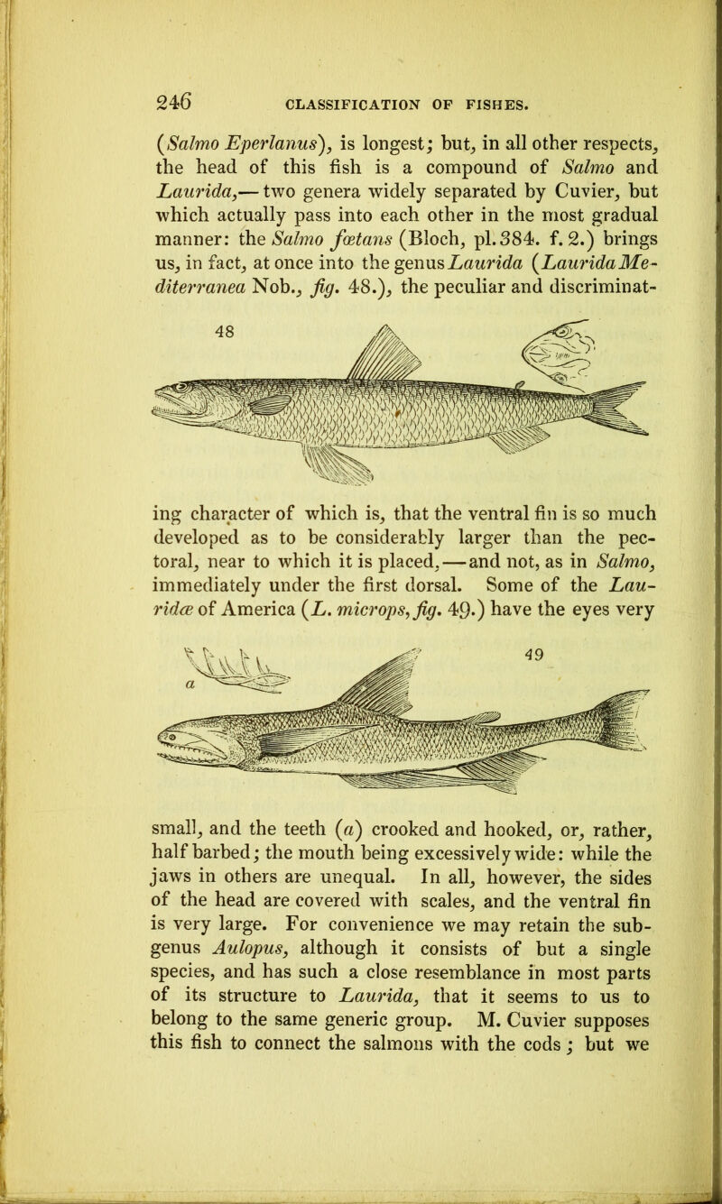 {Salmo E'perlanus), is longest; but^ in all other respects^ the head of this fish is a compound of Salmo and Laurida,— two genera widely separated by Cuvier^ hut which actually pass into each other in the most gradual manner: Salmo fmtans {^\och, pi.384. f. 2.) brings us, in fact_5 at once into the genusLaurida {LauridaMe- diterranea Nob.^ jig, 48.)^ the peculiar and discriminat- ing character of which is^ that the ventral fin is so much developed as to be considerably larger than the pec- toral^ near to which it is placed,—and not, as in Salmo, immediately under the first dorsal. Some of the Lau- ridcB of America (Z. microps^jig, 49.) have the eyes very small, and the teeth (a) crooked and hooked, or, rather, half barbed; the mouth being excessively wide: while the jaws in others are unequal. In all, however, the sides of the head are covered with scales, and the ventral fin is very large. For convenience we may retain the sub- genus Aulopus, although it consists of but a single species, and has such a close resemblance in most parts of its structure to Laurida, that it seems to us to belong to the same generic group. M. Cuvier supposes this fish to connect the salmons with the cods; but we