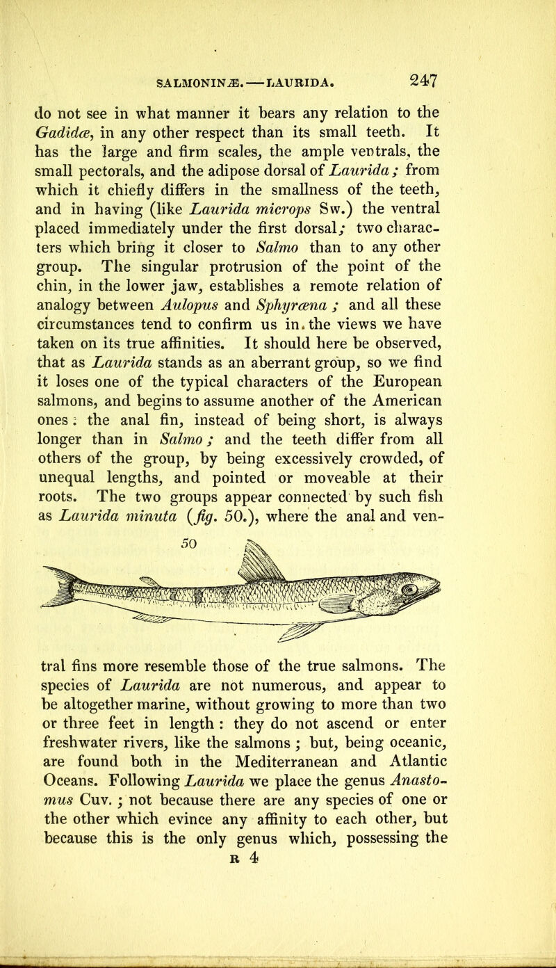 SALMONIN^. LAURIDA. 24? do not see in what manner it bears any relation to the Gadidce, in any other respect than its small teeth. It has the large and firm scales^ the ample veotrals, the small pectorals, and the adipose dorsal of Laurida; from which it chiefly differs in the smallness of the teeth, and in having (like Laurida microps Sw.) the ventral placed immediately under the first dorsal/ two charac- ters which bring it closer to Salmo than to any other group. The singular protrusion of the point of the chin, in the lower jaw, establishes a remote relation of analogy between Aulopus and Sphyrcena ; and all these circumstances tend to confirm us in. the views we have taken on its true affinities. It should here be observed, that as Laurida stands as an aberrant group, so we find it loses one of the typical characters of the European salmons, and begins to assume another of the American ones i the anal fin, instead of being short, is always longer than in Salmo; and the teeth differ from all others of the group, by being excessively crowded, of unequal lengths, and pointed or moveable at their roots. The two groups appear connected by such fish as Laurida minuta {fig. 50.), where the anal and ven- tral fins more resemble those of the true salmons. The species of Laurida are not numerous, and appear to be altogether marine, without growing to more than two or three feet in length : they do not ascend or enter freshwater rivers, like the salmons ; but, being oceanic, are found both in the Mediterranean and Atlantic Oceans. Following Laurida we place the genus AnastO’^ mus Cuv.; not because there are any species of one or the other which evince any affinity to each other, but because this is the only genus which, possessing the R 4