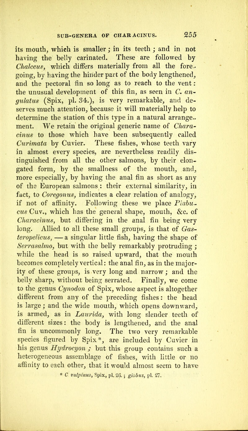 its mouthy which is smaller; in its teeth ; and in not having the belly carinated. These are followed by Chalceus, which diflPers materially from all the fore- going^ by having the hinder part of the body lengthened^ and the pectoral fin so long as to reach to the vent: the unusual development of this fin, as seen in C. an- gulatus (Spix, pi. 34.), is very remarkable, and de- serves much attention, because it will materially help to determine the station of this type in a natural arrange- ment. We retain the original generic name of Chara- cinus to those which have been subsequently called Curimata by Cuvier. These fishes, whose teeth vary in almost every species, are nevertheless readily dis- tinguished from all the other salmons, by their elon- gated form, by the smallness of the mouth, and, more especially, by having the anal fin as short as any of the European salmons : their external similarity, in fact, to Coregonus, indicates a clear relation of analogy, if not of affinity. Following these we place Plabu^. cus Cuv., which has the general shape, mouth, &c, of Chamcinus, but differing in the anal fin being very long. Allied to all these small groups, is that of Gas- teropelicus, — a singular little fish, having the shape of Serrasalmo, but with the belly remarkably protruding ; while the head is so raised upward, that the mouth becomes completely vertical: the anal fin, as in the major- ity of these groups, is very long and narrow; and the belly sharp, v/ithout being serrated. Finally, we come to the genus Cynodon of Spix, whose aspect is altogether different from any of the preceding fishes: the head is large; and the wide mouth, which opens downward, is armed, as in Laurida, with long slender teeth of different sizes: the body is lengthened, and the anal fin is uncommonly long. The two very remarkable species figured by Spix^-, are included by Cuvier in his genus Hydrocyon ; but this group contains such a heterogeneous assemblage of fishes, with little or no affinity to each other, that it would almost seem to have * C vulpinus^ Spix, pi. 26.; globus, pi. 27.