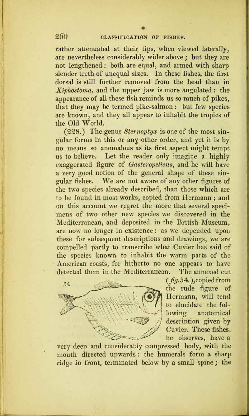 rather attenuated at their tips_, when viewed laterally^ are nevertheless considerably wider above; hut they are not lengthened: both are equal, and armed with sharp slender teeth of unequal sizes. In these fishes, the first dorsal is still further removed from the head than in Xiphostoina, and the upper jaw is more angulated : the appearance of all these fish reminds us so much of pikes, that they may be termed pike-salmon: but few species are known, and they all appear to inhabit the tropics of the Old World. (228.) The genus Sternoptyoo is one of the most sin- gular forms in this or anj other order, and yet it is by no means so anomalous as its first aspect might tempt us to believe. Let the reader only imagine a highly exaggerated figure of Gasteropelicus, and he will have a very good notion of the general shape of these sin- gular fishes. We are not aware of any other figures of the two species already described, than those which are to be found in most works, copied from Hermann; and on this account we regret the more that several speci- mens of two other new species we discovered in the Mediterranean, and deposited in the British Museum, are now no longer in existence: as we depended upon these for subsequent descriptions and drawings, we are compelled partly to transcribe what Cuvier has said of the species known to inhabit the warm parts of the American coasts, for hitherto no one appears to have detected them in the Mediterranean. The annexed cut ( ^^.54.),copiedfrom the rude figure of Hermann, will tend to elucidate the fol- lowing anatomical description given by Cuvier. These fishes, he observes, have a very deep and considerably compressed body, with the mouth directed upwards : the humerals form a sharp ridge in front, terminated below by a small spine; the