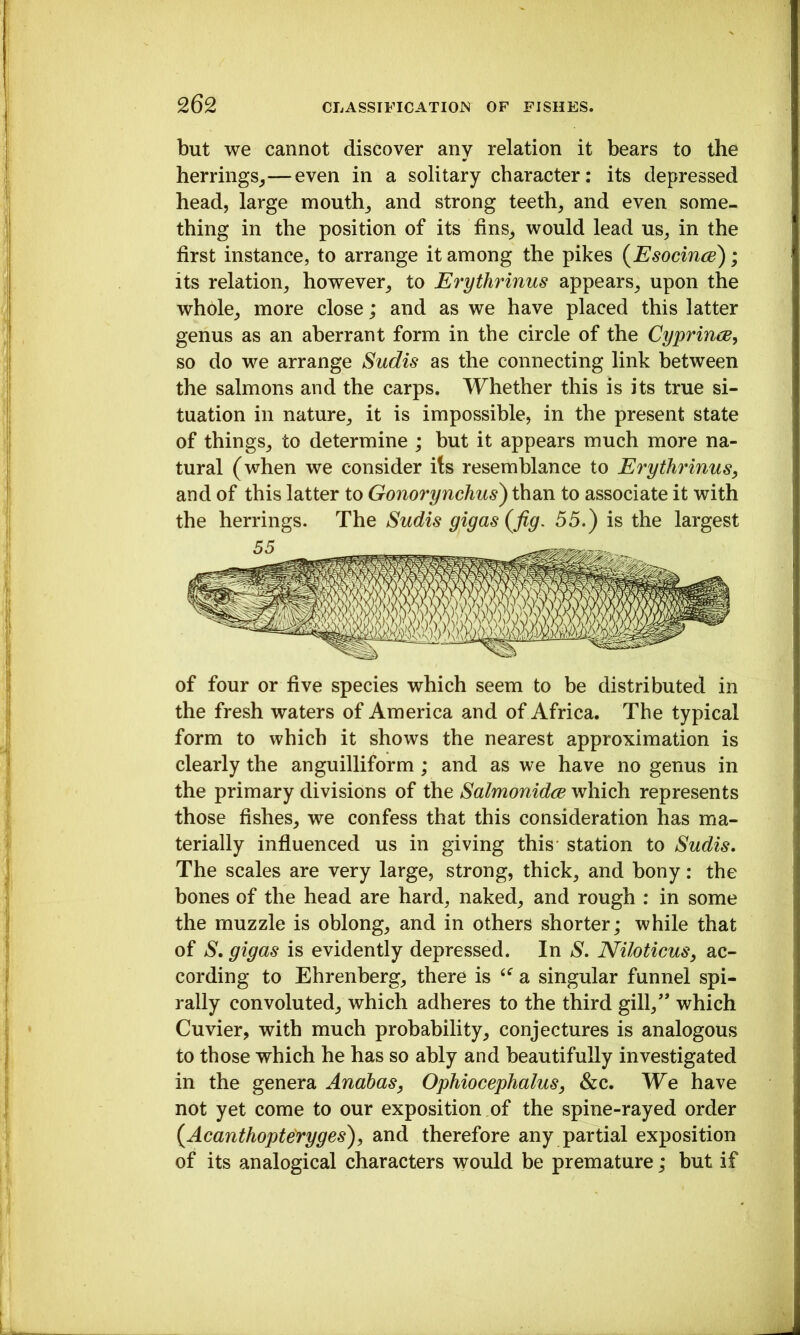 but we cannot discover any relation it bears to the herrings^—even in a solitary character: its depressed head, large mouthy and strong teeth, and even some- thing in the position of its fins, would lead us, in the first instance, to arrange it among the pikes (^Esocince); its relation, however, to Erythrinus appears, upon the whole, more close; and as we have placed this latter genus as an aberrant form in the circle of the Cyprince^ so do we arrange Sudis as the connecting link between the salmons and the carps. Whether this is its true si- tuation in nature, it is impossible, in the present state of things, to determine ; but it appears much more na- tural (when we consider its resemblance to Erythrinus, and of this latter to Gonorynchus) than to associate it with the herrings. The Sudis gigas (fig. 55.) is the largest of four or five species which seem to be distributed in the fresh waters of America and of Africa. The typical form to which it shows the nearest approximation is clearly the anguilliform; and as we have no genus in the primary divisions of the Salmonidce which represents those fishes, we confess that this consideration has ma- terially influenced us in giving this- station to Sudis. The scales are very large, strong, thick, and bony: the bones of tbe head are hard, naked, and rough : in some the muzzle is oblong, and in others shorter; while that of S. gigas is evidently depressed. In S. Niloticus, ac- cording to Ehrenberg, there is a singular funnel spi- rally convoluted, which adheres to the third gill/* which Cuvier, with much probability, conjectures is analogous to those which he has so ably and beautifully investigated in the genera Anabas, Ophiocephalus, &c. We have not yet come to our exposition of the spine-rayed order (Acanthopteyyges), and therefore any partial exposition of its analogical characters would be premature; but if