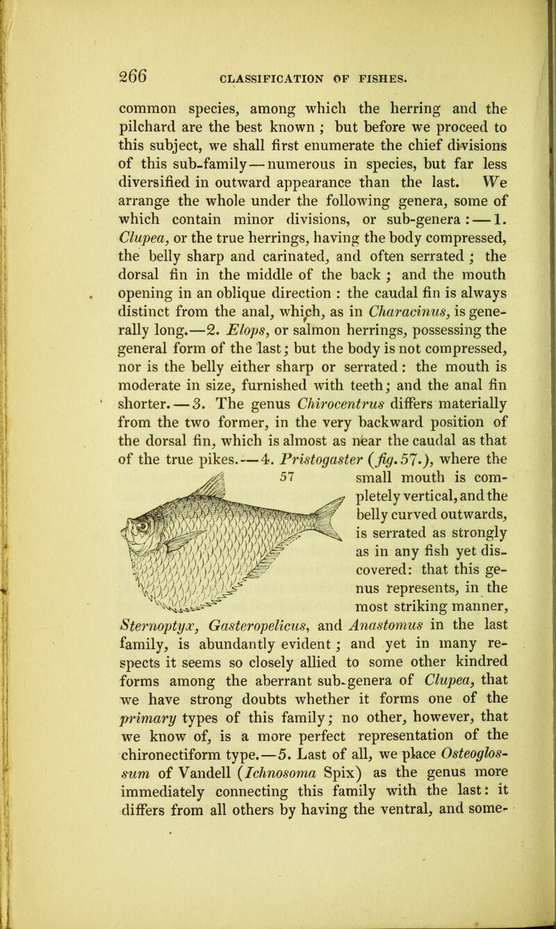 common species^ among which the herring and the pilchard are the best known ; but before we proceed to this subject, we shall first enumerate the chief divisions of this sub-family—numerous in species, but far less diversified in outward appearance than the last. We arrange the whole under the following genera, some of which contain minor divisions, or sub-genera: — 1. Clupea, or the true herrings, having the body compressed, the belly sharp and carinated, and often serrated; the dorsal fin in the middle of the back ; and the mouth opening in an oblique direction : the caudal fin is always distinct from the anal, which, as in Characinus, is gene- rally long.—2. JSlops, or salmon herrings, possessing the general form of the last; but the body is not compressed, nor is the belly either sharp or serrated: the mouth is moderate in size, furnished with teeth; and the anal fin shorter. — 3. The genus Chirocentrus differs materially from the two former, in the very backward position of the dorsal fin, which is almost as nbar the caudal as that of the true pikes. — 4. Pristogaster where the small mouth is com- pletely vertical, and the belly curved outwards, is serrated as strongly as in any fish yet dis- covered: that this ge- nus represents, in the most striking manner, Sternoptyoc, Gasteropelicus^ and Anastomus in the last family, is abundantly evident; and yet in many re- spects it seems so closely allied to some other kindred forms among the aberrant sub^genera of Clupea, that we have strong doubts whether it forms one of the primary types of this family; no other, however, that we know of, is a more perfect representation of the chironectiform type.—5. Last of all, we place Osteoglos^ sum of Vandell (Ichnosoma Spix) as the genus more immediately connecting this family with the last: it differs from all others by having the ventral, and some-