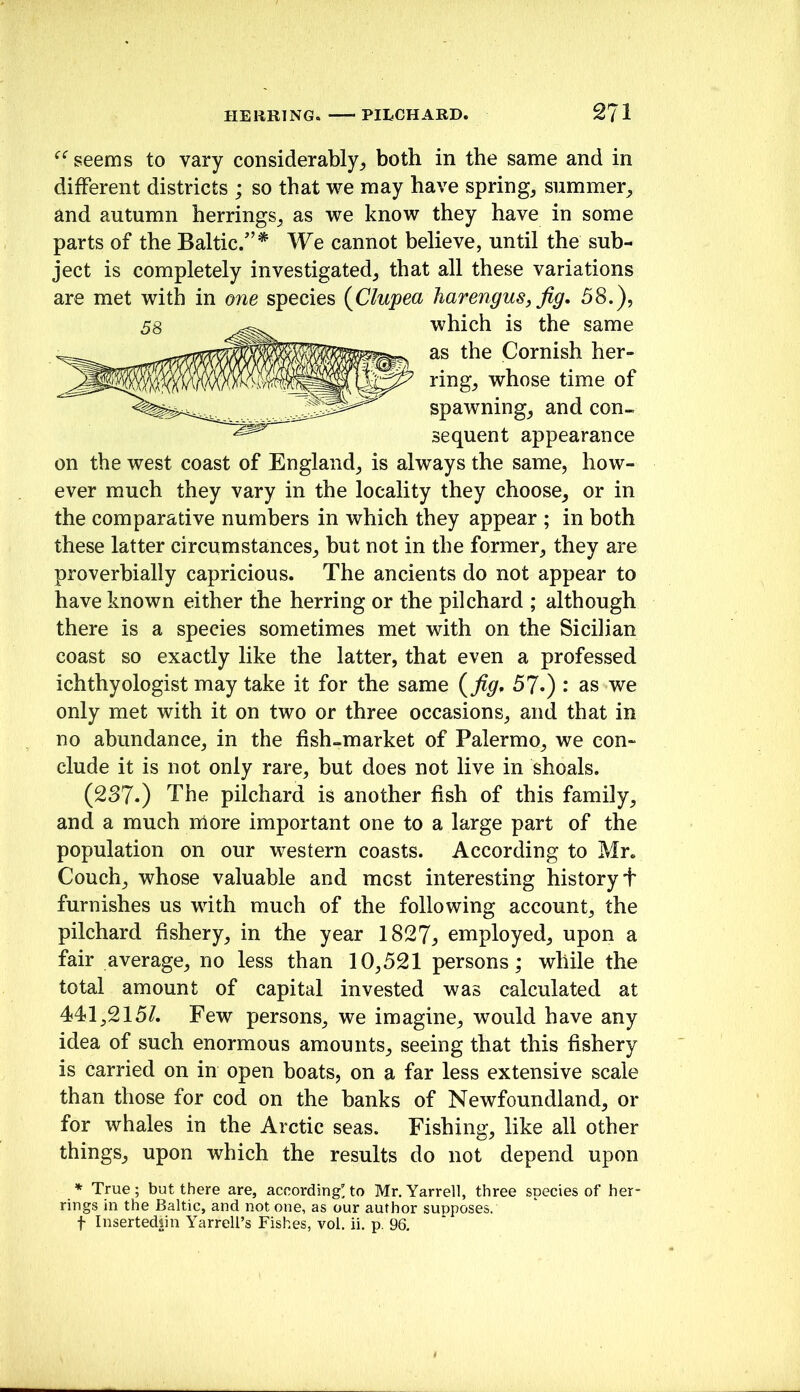 seems to vary considerablyboth in the same and in different districts ; so that we may have springs summer^ and autumn herrings^ as we know they have in some parts of the Baltic.'’* We cannot believe, until the sub- ject is completely investigated^ that all these variations are met with in one species {Clupea harengus, fig, 58.), which is the same as the Cornish her- rings whose time of spawnings and con- sequent appearance on the west coast of Englands is always the same, how- ever much they vary in the locality they choose, or in the comparative numbers in which they appear ; in both these latter circumstances, but not in the former, they are proverbially capricious. The ancients do not appear to have known either the herring or the pilchard ; although there is a species sometimes met with on the Sicilian coast so exactly like the latter, that even a professed ichthyologist may take it for the same {fig, 57.) : as we only met with it on two or three occasions, and that in no abundance, in the fish-market of Palermo, we con- clude it is not only rare, but does not live in shoals. (237.) The pilchard is another fish of this family, and a much niore important one to a large part of the population on our western coasts. According to Mr. Couch, whose valuable and most interesting history t furnishes us with much of the following account, the pilchard fishery, in the year 1827^ employed, upon a fair average, no less than 10,521 persons; while the total amount of capital invested was calculated at 441,215/. Few persons, we imagine, would have any idea of such enormous amounts, seeing that this fishery is carried on in open boats, on a far less extensive scale than those for cod on the banks of Newfoundland, or for whales in the Arctic seas. Fishing, like all other things, upon which the results do not depend upon * True; but there are, according' to Mr. Yarrell, three species of her- rings in the Baltic, and not one, as our author supposes, t Insertediin Yarrell’s Fishes, vol. ii. p. 96.