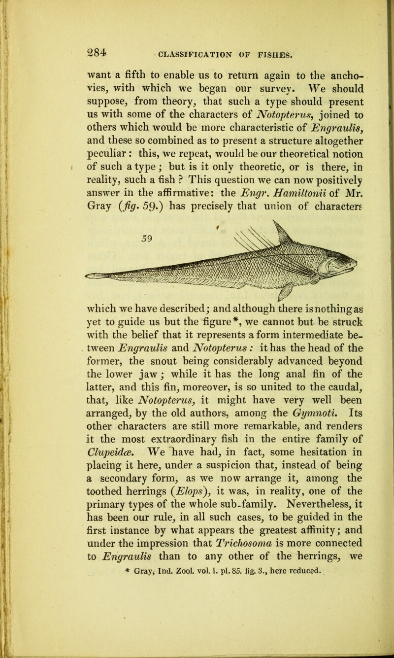 want a fifth to enable us to return again to the ancho- vies^ with which we began our survey. We should suppose^ from theory^ that such a type should present us with some of the characters of Notopterus^ joined to others which would be more characteristic of EngrauliSy and these so combined as to present a structure altogether peculiar: this, we repeat, would be our theoretical notion of such a type; but is it only theoretic, or is there, in reality, such a fish ? This question we can now positively answer in the affirmative: the Engr. Hamiltonii oi Mr. Gray {fig. 5Q.) has precisely that union of characterr which we have described; and although there is nothing as yet to guide us but the figure *, we cannot but be struck with the belief that it represents a form intermediate be- tween Engraulis and Notopterus: it has the head of the former, the snout being considerably advanced beyond the lower jaw; while it has the long anal fin of the latter, and this fin, moreover, is so united to the caudal, that, like Notopterus, it might have very well been arranged, by the old authors, among the Gymnoti. Its other characters are still more remarkable, and renders it the most extraordinary fish in the entire family of ClupeidcB. We have had, in fact, some hesitation in placing it here, under a suspicion that, instead of being a secondary form, as we now arrange it, among the toothed herrings {Elopsy, it was, in reality, one of the primary types of the whole sub-family. Nevertheless, it has been our rule, in all such cases, to be guided in the first instance by what appears the greatest affinity; and under the impression that Trichosoma is more connected to Engraulis than to any other of the herrings, we * Gray, Ind. Zool. vol. i. pi. 85. fig. 3., here reduced.