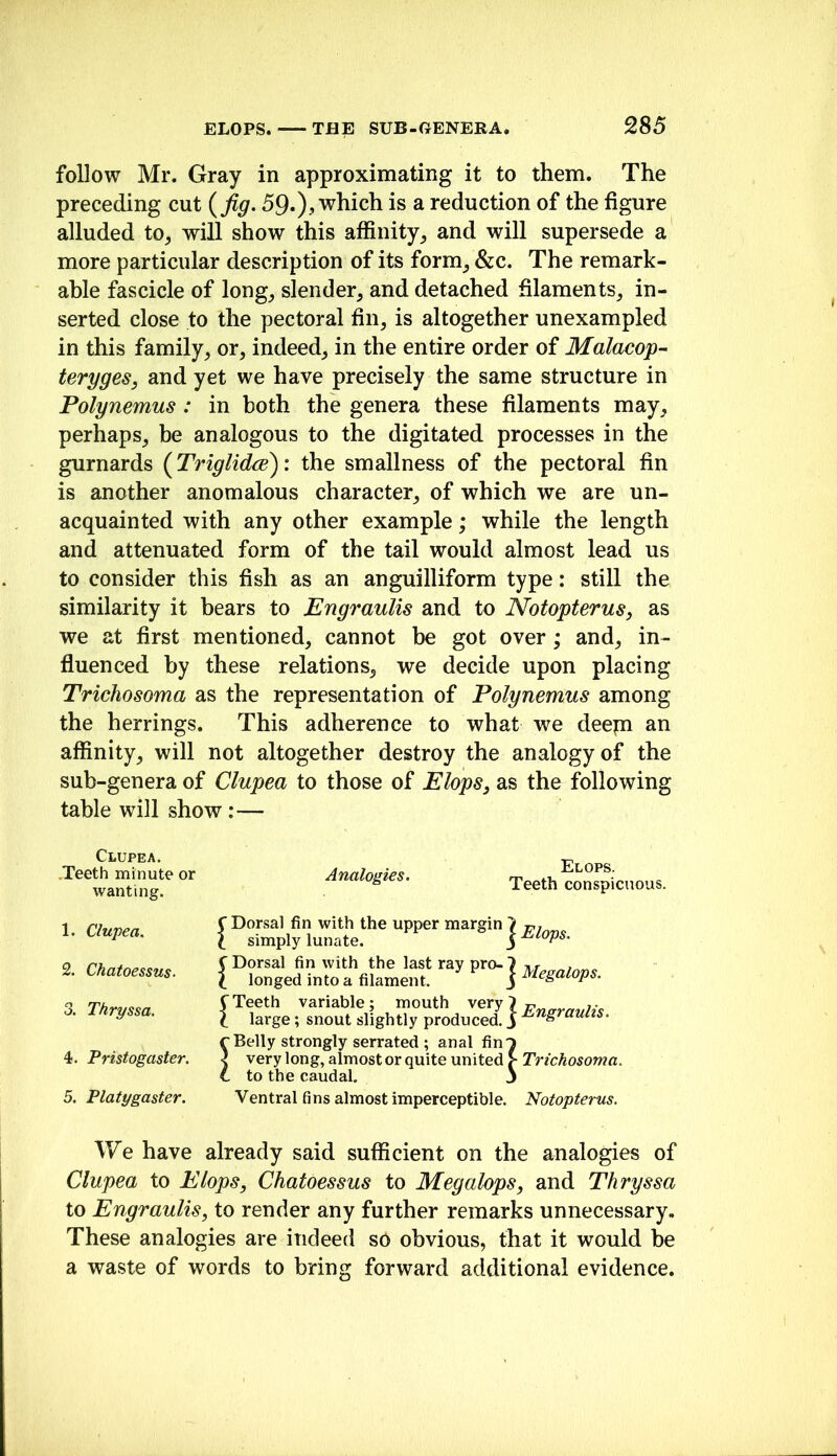 follow Mr. Gray in approximating it to them. The preceding cut {fig- is ^ reduction of the figure alluded to^ will show this affinity^ and will supersede a more particular description of its form^ &c. The remark- able fascicle of long_, slender, and detached filaments, in- serted close to the pectoral fin, is altogether unexampled in this family, or, indeed, in the entire order of Malacop- terygeSj and yet we have precisely the same structure in Polynemus : in both the genera these filaments may, perhaps, be analogous to the digitated processes in the gurnards {TriglidcB): the smallness of the pectoral fin is another anomalous character, of which we are un- acquainted with any other example; while the length and attenuated form of the tail would almost lead us to consider this fish as an anguilliform type: still the similarity it bears to Engraulis and to Notopterus, as we at first mentioned, cannot be got over; and, in- fluenced by these relations, we decide upon placing Trichosoma as the representation of Polynemus among the herrings. This adherence to what we deepi an affinity, will not altogether destroy the analogy of the sub-genera of Clupea to those of Flops, as the following table will show:— Clupea. .Teeth minute or wanting. Analogies. Teeth conspicuous. 1. Clupea. 2. Chatoessus. 3. Thryssa. 4. Pristogaster. 5. Platygaster. C Dorsal fin with the upper margin > I simply lunate. C Dorsal fin with the last ray pro-7 71 r i longedintoafllame.it. ^ Megalops. C Teeth variable; mouth very } I large; snout slightly produced.. rBelly strongly serrated ; anal fin! j very long, almost or quite united ^ Trichosoma. L to the caudal. j Ventral fins almost imperceptible. Notopterus. We have already said sufficient on the analogies of Clupea to Flops, Chatoessus to Megalops, and Thryssa to Engraulis, to render any further remarks unnecessary. These analogies are indeeii sO obvious, that it would be a waste of words to bring forward additional evidence.