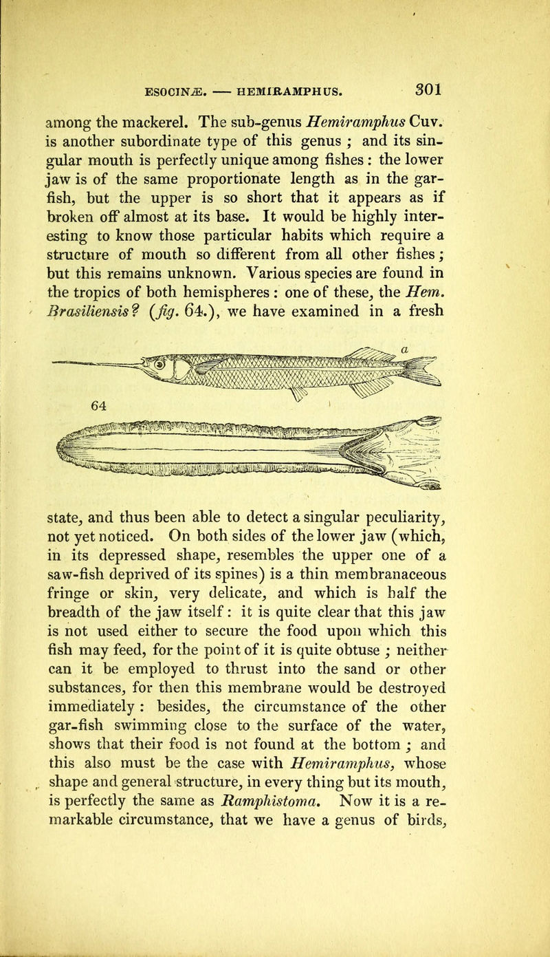 among the mackerel. The sub-genus Hemiramphus Cuv. is another subordinate type of this genus ; and its sin- gular mouth is perfectly unique among fishes : the lower jaw is of the same proportionate length as in the gar- fish, but the upper is so short that it appears as if broken oflP almost at its base. It would be highly inter- esting to know those particular habits which require a siructure of mouth so different from all other fishes; but this remains unknown. Various species are found in the tropics of both hemispheres : one of these, the Hem. Brasiliensisf (fig. 64.), we have examined in a fresh state, and thus been able to detect a singular peculiarity, not yet noticed. On both sides of the lower jaw (which, in its depressed shape, resembles the upper one of a saw-fish deprived of its spines) is a thin membranaceous fringe or skin, very delicate, and which is half the breadth of the jaw itself: it is quite clear that this jaw is not used either to secure the food upon which this fish may feed, for the point of it is quite obtuse ; neither can it be employed to thrust into the sand or other substances, for then this membrane would he destroyed immediately : besides, the circumstance of the other gar-fish swimming close to the surface of the water, shows that their food is not found at the bottom ; and this also must be the case with Hemiramphus, whose shape and general structure, in every thing but its mouth, is perfectly the same as Ramphistoma, Now it is a re- markable circumstance, that we have a genus of birds,