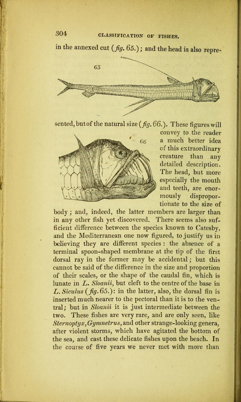 in the annexed cut (^Jig, 65.); and the head is also repre- sented, but of the natural size {jig, 66.). These figures will convey to the reader a much better idea of this extraordinary creature than any detailed description. The head, but more especially the mouth and teeth, are enor- mously dispropor- tionate to the size of body; and, indeed, the latter members are larger than in any other fish yet discovered. There seems also suf- ficient difference between the species known to Catesby, and the Mediterranean one now figured, to justify us in believing they are different species : the absence of a terminal spoon-shaped membrane at the tip of the first dorsal ray in the former may be accidental; but this cannot be said of the difference in the size and proportion of their scales, or the shape of the caudal fin, which is lunate in L. Sloanii, but cleft to the centre of the base in L, Siculus jig. 65.in the latter, also, the dorsal fin is inserted much nearer to the pectoral than it is to the ven- tral; but in Sloanii it is just intermediate between the two. These fishes are very rare, and are only seen, like SternoptyoG,Gymnetrus,dind other strange-looking genera, after violent storms, which have agitated the bottom of the sea, and cast these delicate fishes upon the beach. In the course of five years we never met with more than