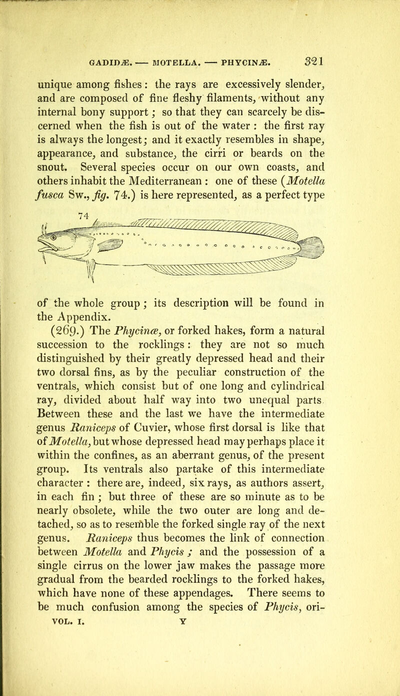 unique among fishes: the rays are excessively slender^ and are composed of fine fleshy filaments, without any internal bony support; so that they can scarcely be dis- cerned when the fish is out of the water : the first ray is always the longest; and it exactly resembles in shape, appearance, and substance, the cirri or beards on the snout. Several species occur on our own coasts, and others inhabit the Mediterranean : one of these {Motella fusca Sw.j 74.) is here represented, as a perfect type of the whole group; its description will be found in the Appendix. (269.) The Phycince, or forked hakes, form a natural succession to the rocklings: they are not so much distinguished by their greatly depressed head and their two dorsal fins, as by the peculiar construction of the ventrals, which consist but of one long and cylindrical ray, divided about half way into two unequal parts Between these and the last we have the intermediate genus Raniceps of Cuvier, whose first dorsal is like that of but whose depressed head may perhaps place it within the confines, as an aberrant genus, of the present group. Its ventrals also partake of this intermediate character : there are, indeed, six rays, as authors assert, in each fin ; but three of these are so minute as to be nearly obsolete, while the two outer are long and de- tached, so as to reseriible the forked single ray of the next genus. Raniceps thus becomes the link of connection between Motella and Phycis ; and the possession of a single cirrus on the lower jaw makes the passage more gradual from the bearded rocklings to the forked hakes, which have none of these appendages. There seems to he much confusion among the species of Phycis^ ori- VOL. I. Y