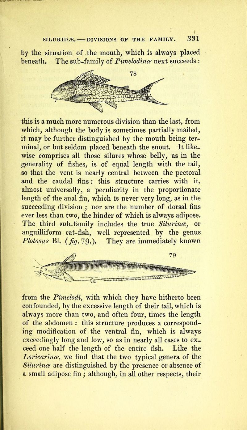 by the situation of the mouthy which is always placed beneath. The sub-family of Pimelodince next succeeds : this is a much more numerous division than the last, from which^ although the body is sometimes partially mailed, it may be further distinguished by the mouth being ter- minal, or but seldom placed beneath the snout. It like- wise comprises all those silures whose belly, as in the generahty of fishes, is of equal length with the tail, so that the vent is nearly central between the pectoral and the caudal fins: this structure carries with it, almost universally, a peculiarity in the proportionate length of the anal fin, which is never very long, as in the succeeding division ; nor are the number of dorsal fins ever less than two, the hinder of which is always adipose. The third sub-family includes the true Silurince, or anguilliform cat-fish, well represented by the genus Phtosus Bl. (fig, 79«)* They are immediately known from the Pimelodi, with which they have hitherto been confounded, by the excessive length of their tail, which is always more than two, and often four, times the length of the abdomen : this structure produces a correspond- ing modification of the ventral fin, which is always exceedingly long and low, so as in nearly all cases to ex- ceed one half the length of the entire fish. Like the Loricarince^ we find that the two typical genera of the Silurince are distinguished by the presence or absence of a small adipose fin; although, in all other respects, their