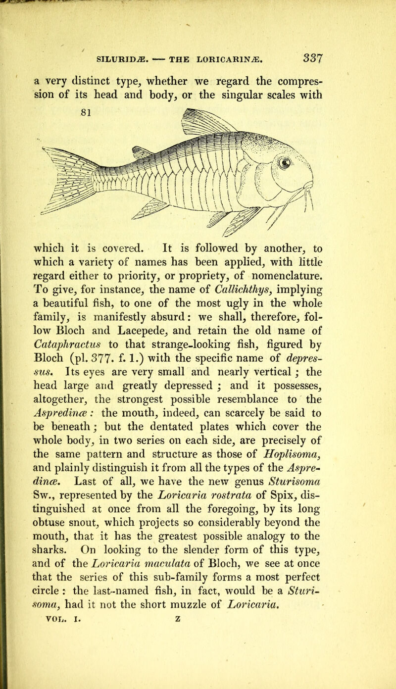 a very distinct type_, whether we regard the compres- sion of its head and body, or the singular scales with which a variety of names has been applied, with little regard either to priority, or propriety, of nomenclature. To give, for instance, the name of Callichthys, implying a beautiful fish, to one of the most ugly in the whole family, is manifestly absurd: we shall, therefore, fol- low Bloch and Lacepede, and retain the old name of CatapJiractus to that strange-looking fish, figured by Bloch (pi. 377* f* !•) with the specific name of depres- sus. Its eyes are very small and nearly vertical; the head large and greatly depressed ; and it possesses, altogether, the strongest possible resemblance to the Aspredirue: the mouth, indeed, can scarcely be said to be beneath; but the dentated plates which cover the whole body, in two series on each side, are precisely of the same pattern and structure as those of Hoplisomay and plainly distinguish it from all the types of the Aspre- dinae. Last of all, we have the new genus Sturisoma Sw., represented by the Loricaria rostrata of Spix, dis- tinguished at once from all the foregoing, by its long obtuse snout, which projects so considerably beyond the mouth, that it has the greatest possible analogy to the sharks. On looking to the slender form of this type, and of the Lo7'icaria maculata of Bloch, we see at once that the series of this sub-family forms a most perfect circle : the last-named fish, in fact, would be a Sturi- soma, had it not the short muzzle of Loricaria, von. I. z