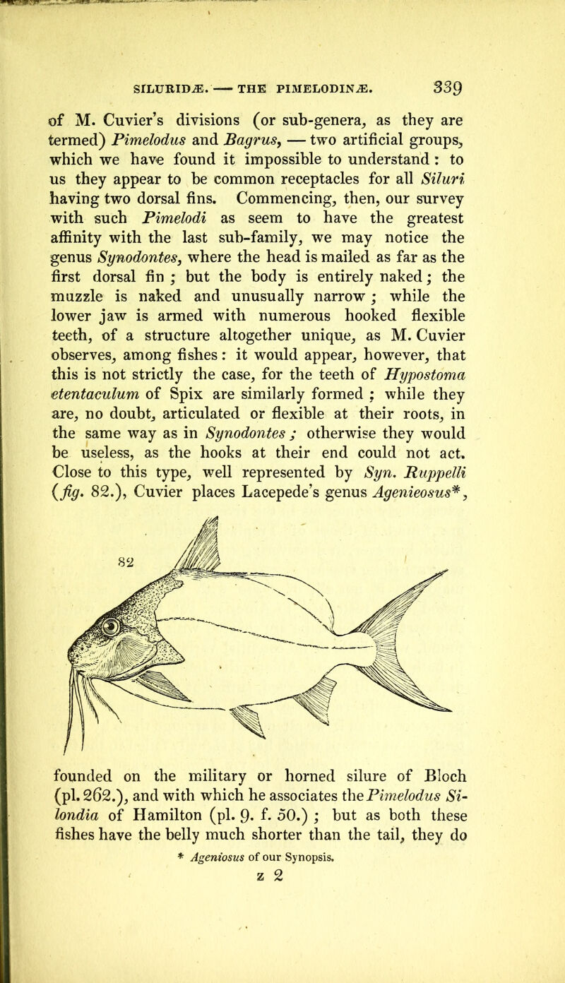 of M. Cuvier’s divisions (or sub-genera_, as they are termed) Pimelodus and Bagrus, — two artificial groups, which we have found it impossible to understand: to us they appear to he common receptacles for all Siluri having two dorsal fins. Commencing, then, our survey with such Pimelodi as seem to have the greatest affinity with the last sub-family, we may notice the genus Synodontes, where the head is mailed as far as the first dorsal fin ; but the body is entirely naked; the muzzle is naked and unusually narrow; while the lower jaw is armed with numerous hooked flexible teeth, of a structure altogether unique, as M. Cuvier observes, among fishes: it would appear, however, that this is not strictly the case, for the teeth of Hypostoma etentaculum of Spix are similarly formed ; while they are, no doubt, articulated or flexible at their roots, in the same way as in Synodontes ; otherwise they would be useless, as the hooks at their end could not act. Close to this type, well represented by Syn, Ruppelli {fig, 82.), Cuvier places Lacepede’s Agenieosus^^ founded on the military or horned silure of Bloch (pi. 262.), and with which he associates ihePimelodus Si- londia of Hamilton (pi. 9» f- 50.) ; but as both these fishes have the belly much shorter than the tail, they do * Ageniosus of our Synopsis,