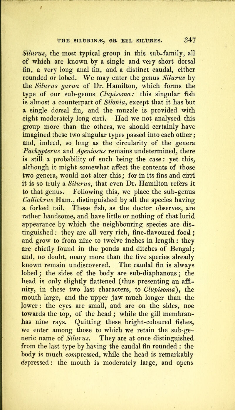 Silurus, the most typical gi*oup in this sub-family^ all of which are known by a single and very short dorsal fin^ a very long anal fin^ and a distinct caudal^ either rounded or lohed. We may enter the genus Silurus by the Silurus garua of Dr. Hamilton^ which forms the type of our sub-genus Clupisoma: this singular fish is almost a counterpart of Silonia, except that it has but a single dorsal fin, and the muzzle is provided with eight moderately long cirri. Had we not analysed this group more than the others, we should certainly have imagined these two singular types passed into each other; and, indeed, so long as the circularity of the genera Pachypterus and Ageniosus remains undetermined, there is still a probability of such being the case: yet this, although it might somewhat affect the contents of those two genera, would not alter this; for in its fins and cirri it is so truly a Silurus, that even Dr. Hamilton refers it to that genus. Following this, we place the sub-genus Callichrus Ham., distinguished by all the species having a forked tail. These fish, as the doctor observes, are rather handsome, and have little or nothing of that lurid appearance by which the neighbouring species are dis- tinguished : they are all very rich, fine-flavoured food ; and grow to from nine to twelve inches in length; they are chiefly found in the ponds and ditches of Bengal; and, no doubt, many more than the five species already known remain undiscovered. The caudal fin is always lobed; the sides of the body are sub-diaphanous; the head is only slightly flattened (thus presenting an affi- nity, in these two last characters, to Clupisoma?), the mouth large, and the upper jaw much longer than the lower; the eyes are small, and are on the sides, noe towards the top, of the head; while the gill membran- has nine rays. Quitting these bright-coloured fishes, we enter among those to which we retain the sub-ge- neric name of Silurus. They are at once distinguished from the last type by having the caudal fin rounded : the body is much compressed, while the head is remarkably depressed: the mouth is moderately large, and opens