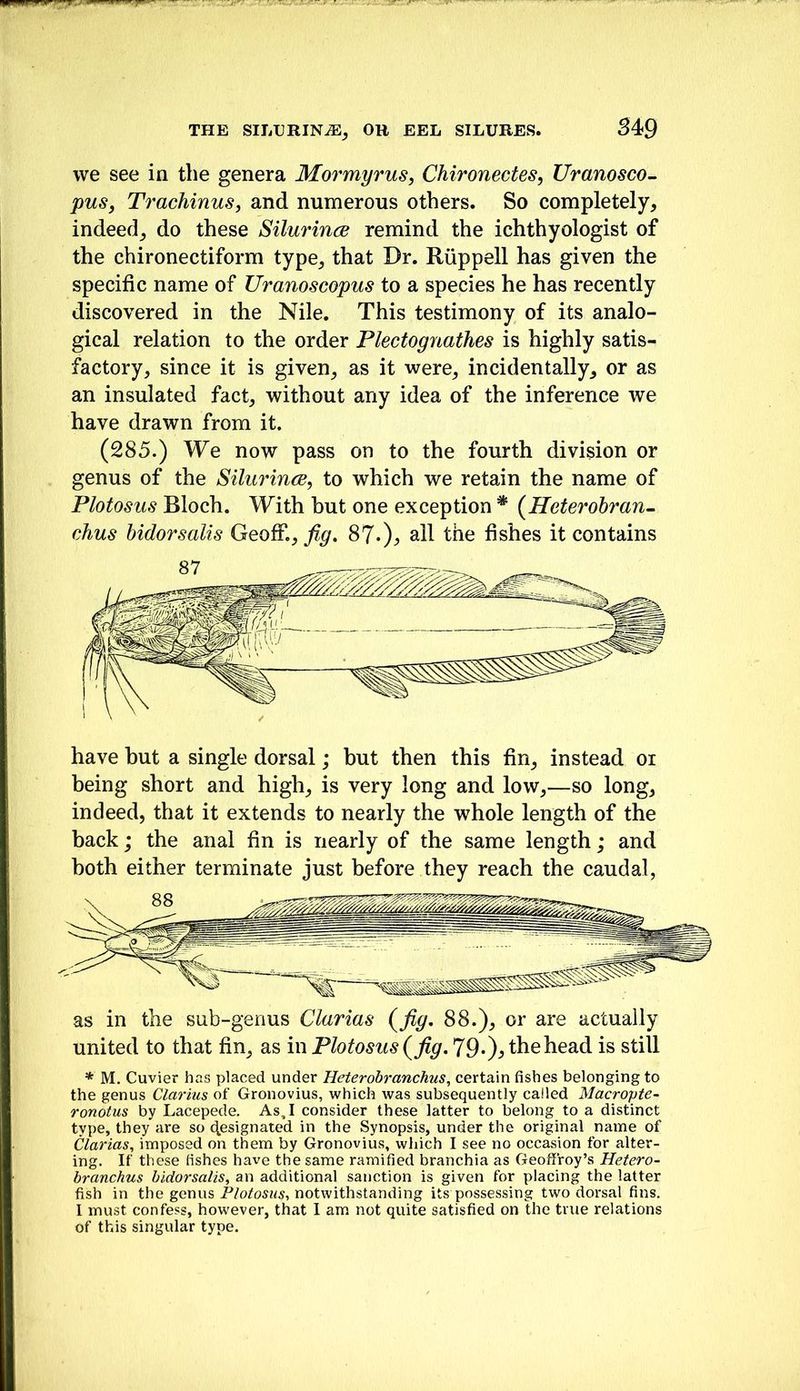 we see in the genera Mormyrus, Chironectes, Uranosco-. pus, Trachinus, and numerous others. So completely, indeed, do these SilurincB remind the ichthyologist of the chironectiform type, that Dr. Riippell has given the specific name of Uranoscopus to a species he has recently discovered in the Nile. This testimony of its analo- gical relation to the order Plectognathes is highly satis- factory, since it is given, as it were, incidentally, or as an insulated fact, without any idea of the inference we have drawn from it. (285.) We now pass on to the fourth division or genus of the Silurince, to which we retain the name of Plotosus Bloch. With but one exception * {Heterohran- chus bidorsalis Geoff., fig. 87.), all the fishes it contains have but a single dorsal; but then this fin, instead oi being short and high, is very long and low,—so long, indeed, that it extends to nearly the whole length of the back; the anal fin is nearly of the same length; and both either terminate just before they reach the caudal, as in the sub-genus Clarias (^fig. 88.), or are actually united to that fin^ as in Plotosus (^fig. 79*)^ the head is still '* M. Cuvier has placed under Heterohranchus, certain fishes belonging to the genus Clarius of Gronovius, which was subsequently called Macropte- ronotus by Lacepede. As, I consider these latter to belong to a distinct type, they are so (designated in the Synopsis, under the original name of Clarias, imposed on them by Gronovius, which I see no occasion for alter- ing. If these fishes have the same ramified branchia as Geofffoy’s Hetero- branchus bidorsalis, an additional sanction is given for placing the latter fish in the genus notwithstanding its possessing two dorsal fins. I must confess, however, that 1 am not quite satisfied on the true relations of this singular type.