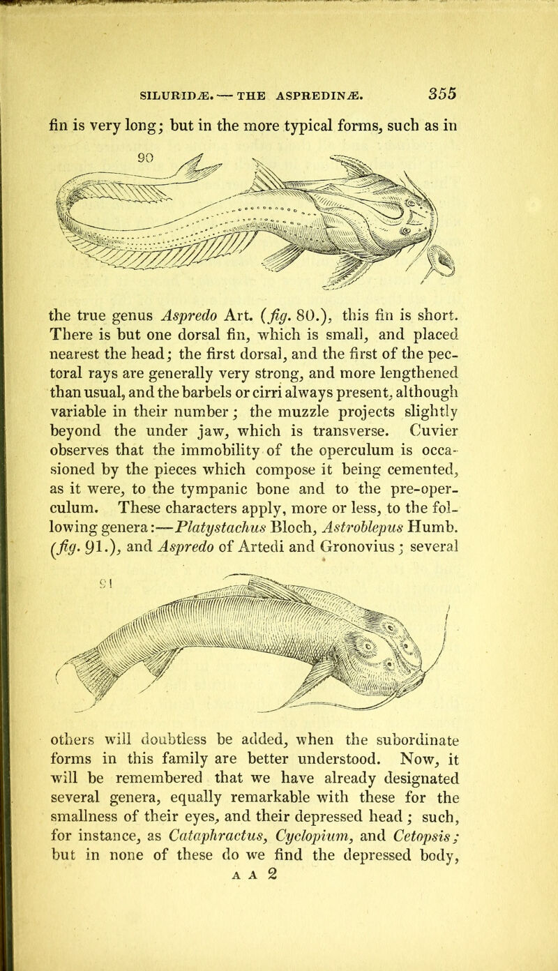 fin is very long; but in the more typical forms^ such as in the true genus Aspredo Art. (fig, 80.), this fin is short. There is hut one dorsal fin, which is small, and placed nearest the head; the first dorsal, and the first of the pec- toral rays are generally very strong, and more lengthened than usual, and the barbels or cirri always present, although variable in their number; the muzzle projects slightly beyond the under jaw, which is transverse. Cuvier observes that the immobility of the operculum is occa- sioned by the pieces which compose it being cemented, as it were, to the tympanic bone and to the pre-oper- culum. These characters apply, more or less, to the fol- lowing genera :—Platystachus Bloch, AstroUepus Humb. (Jig. 91-)^ Aspredo of Artedi and Gronovius; several others will doubtless be added, when the subordinate forms in this family are better understood. Now, it will be remembered that we have already designated several genera, equally remarkable with these for the smallness of their eyes, and their depressed head ; such, for instance, as CatapJiractus, Cyclopium, and Cetopsis; but in none of these do we find the depressed body, A A 2