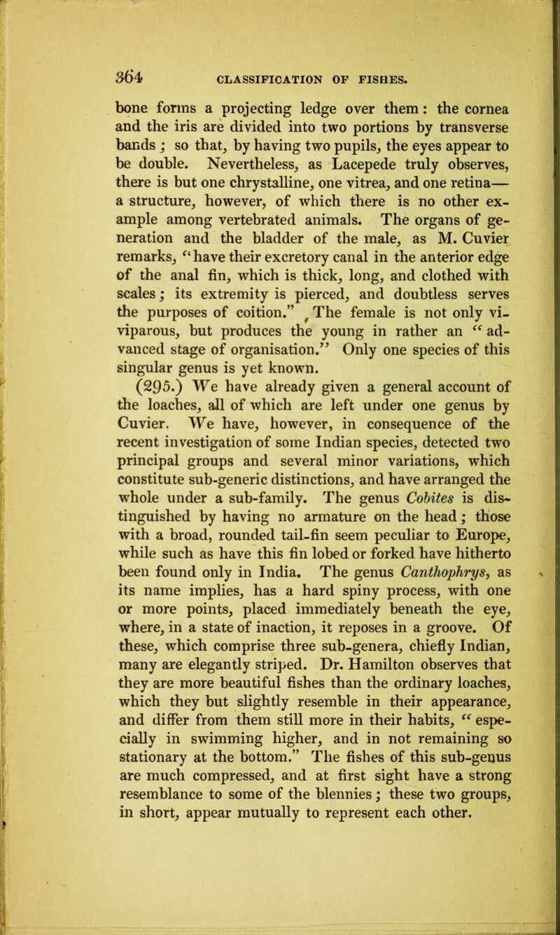 bone forms a projecting ledge over them: the cornea and the iris are divided into two portions by transverse bands ; so that^ by having two pupils,, the eyes appear to be double. Nevertheless^ as Lacepede truly observes, there is but one chrystalline, one vitrea, and one retina— a structure, however, of which there is no other ex- ample among vertebrated animals. The organs of ge- neration and the bladder of the male, as M. Cuvier remarks, ^‘have their excretory canal in the anterior edge of the anal fin, which is thick, long, and clothed with scales; its extremity is pierced, and doubtless serves the purposes of coition.” ^ The female is not only vi- viparous, but produces the young in rather an ad- vanced stage of organisation/^ Only one species of this singular genus is yet known. (295.) We have already given a general account of the loaches, all of which are left under one genus by Cuvier. We have, however, in consequence of the recent investigation of some Indian species, detected two principal groups and several minor variations, which constitute sub-generic distinctions, and have arranged the whole under a sub-family. The genus Cobites is dis- tinguished by having no armature on the head; those with a broad, rounded tail-fin seem peculiar to Europe, while such as have this fin lobed or forked have hitherto been found only in India. The genus Canthophrys, as its name implies, has a hard spiny process, with one or more points, placed immediately beneath the eye, where, in a state of inaction, it reposes in a groove. Of these, which comprise three sub-genera, chiefly Indian, many are elegantly striped. Dr. Hamilton observes that they are more beautiful fishes than the ordinary loaches, which they but slightly resemble in their appearance, and differ from them still more in their habits, espe- cially in swimming higher, and in not remaining so stationary at the bottom.” The fishes of this sub-genus are much compressed, and at first sight have a strong resemblance to some of the blennies; these two groups, in short, appear mutually to represent each other.