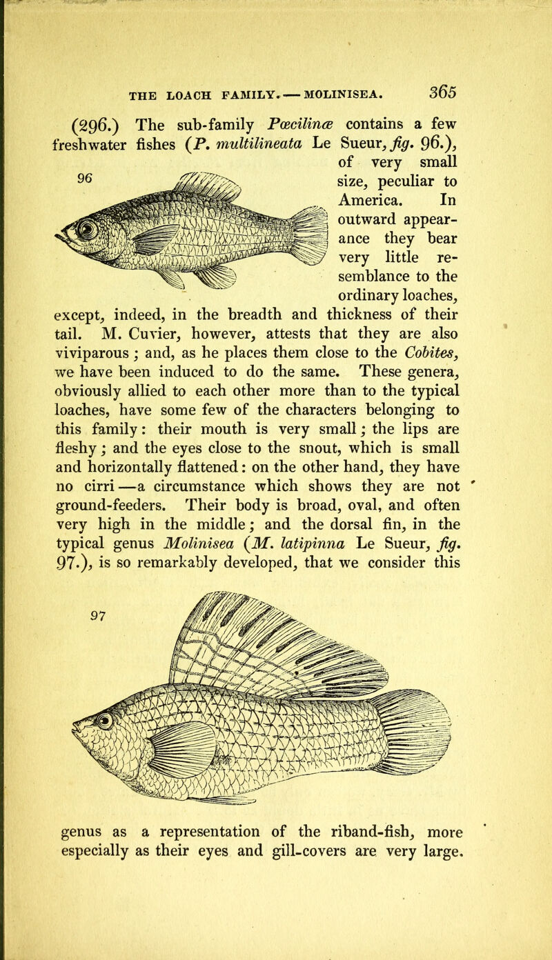 (296.) The sub-family PoBcilince contains a few freshwater fishes (P. multilineata Le ^UQ\xx,fig. Q6,), of very small size^ peculiar to America. In outward appear- ance they bear very little re- semblance to the ordinary loaches, except, indeed, in the breadth and thickness of their tail. M. Cuvier, however, attests that they are also viviparous; and, as he places them close to the Cohites, we have been induced to do the same. These genera, obviously allied to each other more than to the typical loaches, have some few of the characters belonging to this family: their mouth is very small; the lips are fleshy; and the eyes close to the snout, which is small and horizontally flattened: on the other hand, they have no cirri—a circumstance which shows they are not ' ground-feeders. Their body is broad, oval, and often very high in the middle; and the dorsal fin, in the typical genus Molinisea (ilf. latipinna Le Sueur, fig, 97*)^ is so remarkably developed, that we consider this genus as a representation of the riband-fish, more especially as their eyes and gill-covers are very large.