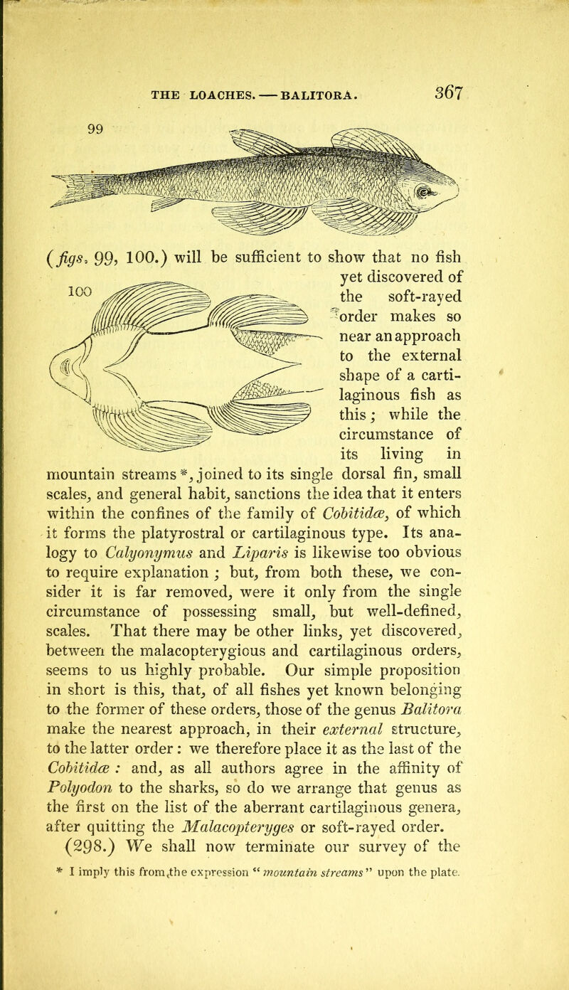 THE LOACHES. BALITOBA. 36? (^figs^ 99? 100.) will be sufficient to show that no fish yet discovered of the soft-rayed border makes so near an approach to the external shape of a carti- laginous fish as this; while the circumstance of its living in mountain streams joined to its single dorsal fin_, small scales^ and general habit^ sanctions the idea that it enters within the confines of the family of Cohitidce^ of which it forms the platyrostral or cartilaginous type. Its ana- logy to Calyonymus and Liparis is likewise too obvious to require explanation ; but^ from both these, we con- sider it is far removed^ were it only from the single circumstance of possessing small, but well-defined, scales. That there may be other links, yet discovered, between the malacopterygious and cartilaginous orders, seems to us highly probable. Our simple proposition in short is this, that, of all fishes yet known belonging to the former of these orders, those of the genus Balitora make the nearest approach, in their external structure, to the latter order : we therefore place it as the last of the Cohitidce : and, as all authors agree in the affinity of Polyodon to the sharks, so do we arrange that genus as the first on the list of the aberrant cartilaginous genera, after quitting the Malacopteryges or soft-rayed order. (298.) We shall now terminate our survey of the * I imply this from«the expression mountain streams'’' upon the plate.