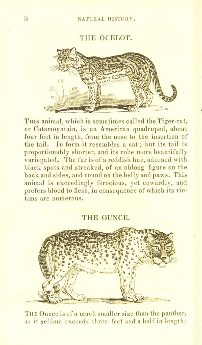 THE OCELOT. Tills animal, which is sometimes called the Tiger-cat, or Catamountain, is an American quadruped, about four feet in length, from the nose to the insertion of the tail. In form it resembles a cat; but its tail is proportionately shorter, and its robe more beautifully variegated. The fur is of a reddish hue, adorned with black spots and streaked, of an oblong figure on the back and sides, and round on the belly and paws. This animal is exceedingly ferocious, yet cowardly, and prefers blood to llesh, in consequence of which its vic- tims are numerous. THE OUNCE. The Ounce is of a much smaller size than the panther, as it seldom exceeds three feet and a half in length: