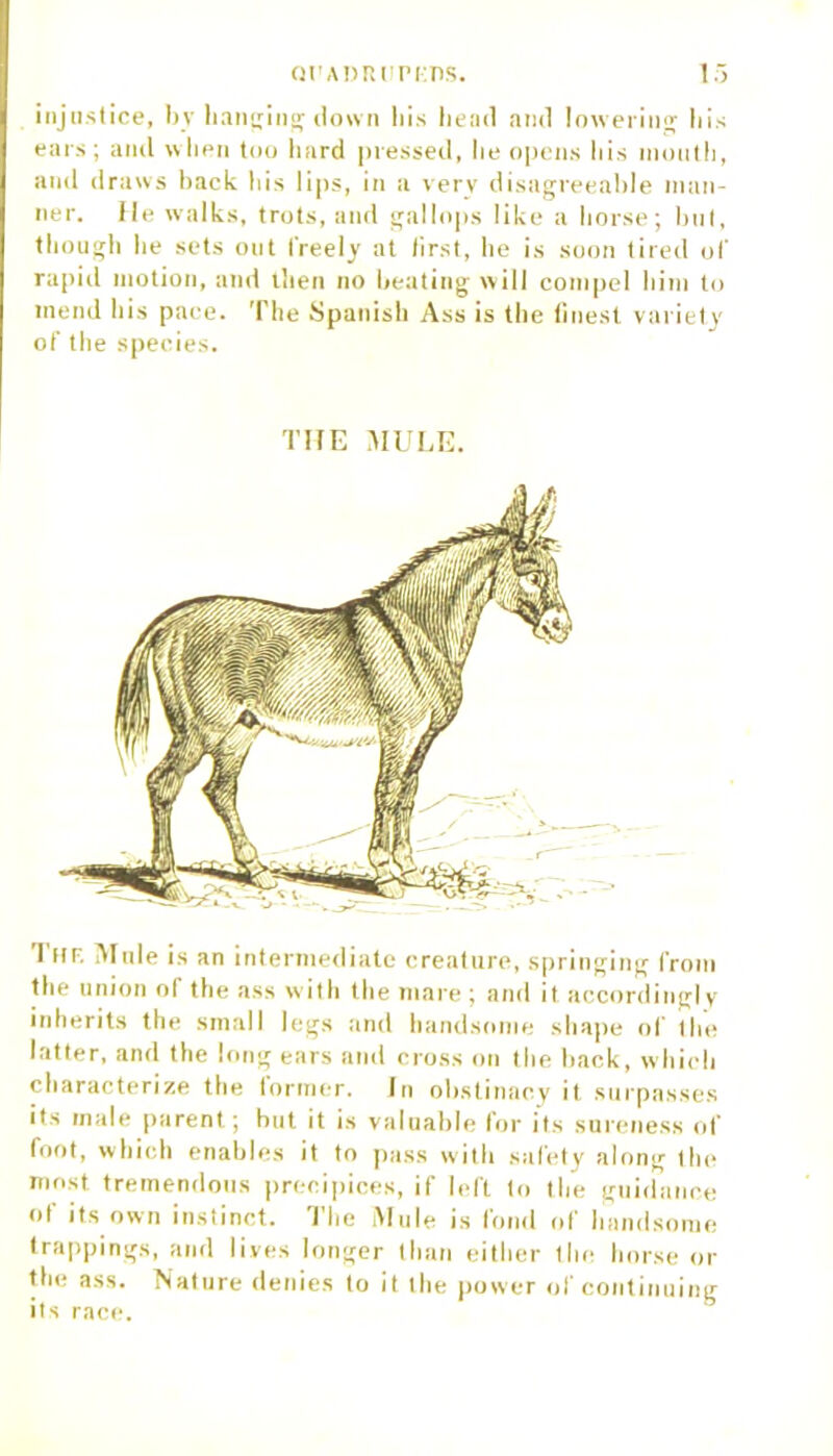 injustice, bv hanging down bis head and lowering his ears ; and when too hard pressed, he opens liis mouth, and draws back bis lips, in a very disagreeable man- ner, He walks, trots, and gallops like a horse; but, though he sets out freely at first, he is soon tired of rapid motion, and then no beating will compel him to mend his pace. The Spanish Ass is the finest variety of the species. THE MULE. Thf. Mule is an intermediate creature, springing from the union of the ass with the mare; and it accordingly inherits the small legs and handsome shape of the latter, and the long ears and cross on the back, which characterize the former. In obstinacy it surpasses its male parent; but it is valuable for its sureness of foot, which enables it to pass with safety along the most tremendous precipices, if left to the guidance of its own instinct. The Mule is fond of handsome trappings, and lives longer than either the horse or the ass. Nature denies to it the power of continuing its race.