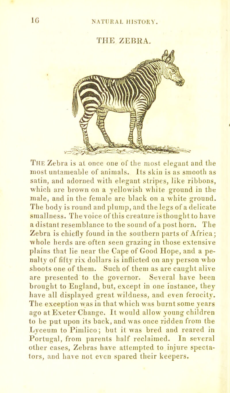 1C THE ZEBRA. The Zebra is at once one of the most elegant and the most untameable of animals. Its skin is as smooth as satin, and adorned with elegant stripes, like ribbons, which are brown on a yellowish white ground in the male, and in the female are black on a while ground. The body is round and plump, and the legs of a delicate smallness. Thevoice ofthis creature is thought to have a distant resemblance to the sound of a post horn. The Zebra is chielly found in the southern parts of Africa; whole herds are often seen grazing in those extensive plains that lie near the Cape of Good Hope, and a pe- nalty of fifty rix dollars is indicted on any person who shoots one of them. Such of them as are caught alive are presented to the governor. Several have been brought to England, but, except in one instance, they have all displayed great wildness, and even ferocity. The exception was in that which was burnt some years ago at Exeter Change. It would allow young children to he put upon its back, and was once ridden from the Lyceum to Pimlico; hut it was bred and reared in Portugal, from parents half reclaimed. In several other cases. Zebras have attempted to injure specta- tors, and have not even spared their keepers.