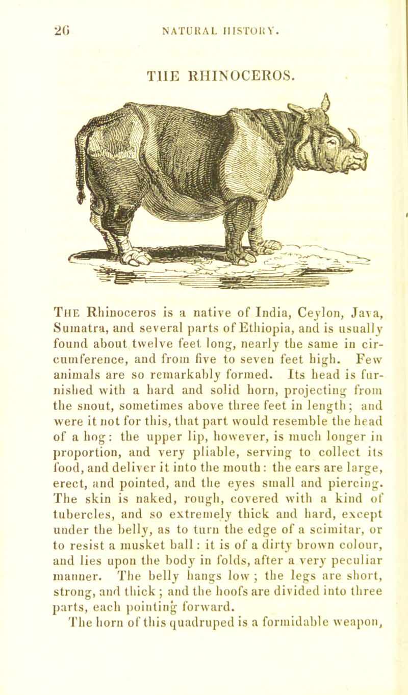 T1IE RHINOCEROS. The Rhinoceros is a native of India, Ceylon, Java, Sumatra, and several parts of Ethiopia, and is usually found about twelve feet long, nearly the same in cir- cumference, and from five to seven feet high. Few animals are so remarkably formed. Its head is fur- nished with a hard and solid horn, projecting from the snout, sometimes above three feet in length; and were it not for this, that part would resemble the head of a hog: the upper lip, however, is much longer in proportion, and very pliable, serving to collect its food, and deliver it into the mouth : the ears are large, erect, and pointed, and the eyes small and piercing. The skin is naked, rough, covered with a kind of tubercles, and so extremely thick and hard, except under the belly, as to turn the edge of a scimitar, or to resist a musket ball: it is of a dirty brown colour, and lies upon the body7 in folds, after a very peculiar manner. The belly hangs low ; the legs are short, strong, and thick ; and the hoofs are divided into three parts, each pointing forward. The horn of this quadruped is a formidable weapon,