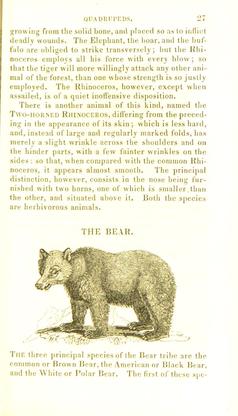growing from the solid bone, and placed so as to indict deadly wounds. The Elephant, the boar, and the buf- falo are obliged to strike transversely; but the Rhi- noceros employs all his force with every blow; so that the tiger will more willingly attack any other ani- mal of the forest, than one whose strength is so justly employed. The Rhinoceros, however, except when assailed, is of a quiet inoffensive disposition. There is another animal of this kind, named the Two-horned Rhinoceros, differing from the preced- ing in the appearance of its skin; which is less hard, and, instead of large and regularly marked folds, has merely a slight wrinkle across the shoulders and on the binder parts, with a few fainter wrinkles on the sides : so that, when compared with the common Rhi- noceros, it appears almost smooth. The principal distinction, however, consists in the nose being fur- nished with two horns, one of which is smaller.than the other, and situated above it. Roth the species are herbivorous animals. THE BEAR. TllE three principal species of (he Bear tribe are the common or Brown Bear, the American or Black Bear, and the White or Polar Bear. The first of these spe-