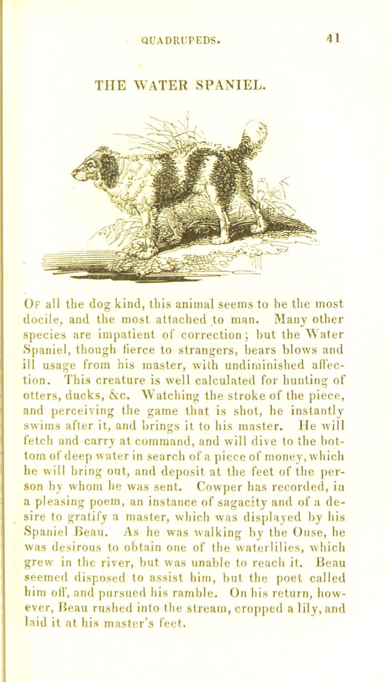 THE WATER SPANIEL. Of all the dog kind, this animal seems to be the most docile, and the most attached to man. Many other species are impatient of correction; but the Water Spaniel, though fierce to strangers, bears blows and ill usage from his master, with undiminished affec- tion. This creature is well calculated for hunting of otters, ducks, &c. Watching the stroke of the piece, and perceiving the game that is shot, he instantly swims after it, and brings it to his master. He will fetch and carry at command, and will dive to the bot- tom of deep water in search of a piece of money, which he will bring out, and deposit at the feet of the per- son by whom he was sent. Cowper has recorded, in a pleasing poem, an instance of sagacity and of a de- sire to gratify a master, which was displayed by his Spaniel Beau. As he was walking by the Ouse, he was desirous to obtain one of the waterlilies, which grew in the river, but was unable to reach it. Beau seemed disposed to assist him, but the poet called him oil’, and pursued his ramble. On his return, how- ever, Beau rushed into the stream, cropped a lily, and laid it at his master’s feet.