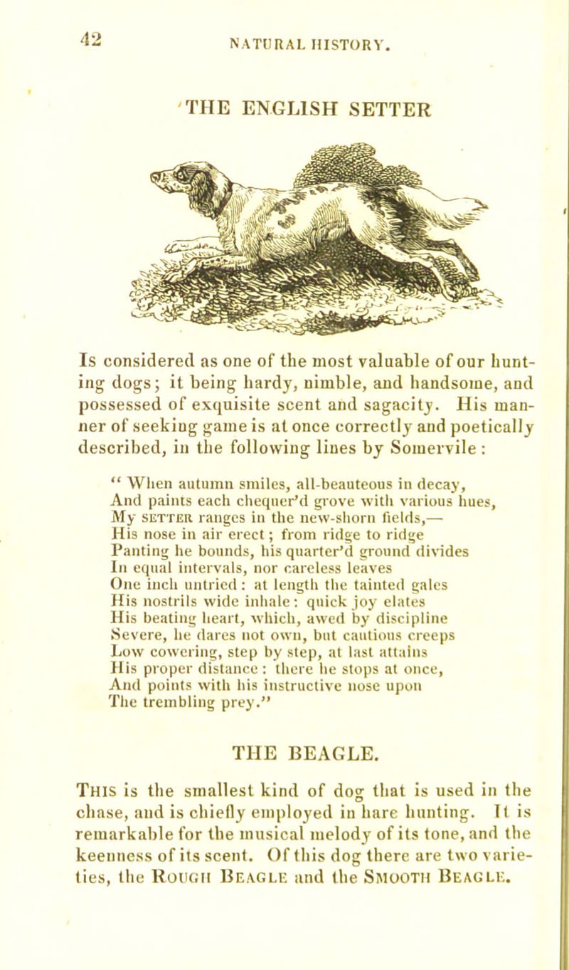 THE ENGLISH SETTER Is considered as one of the most valuable of our hunt- ing dogs; it being hardy, nimble, and handsome, and possessed of exquisite scent and sagacity. His man- ner of seekiug game is at once correctly and poetically described, in the following lines by Somervile : u When autumn smiles, all-beauteous in decay, And paints each chequer'd grove with various hues. My setter ranges in the new-shorn fields,— His nose in air erect; from ridge to ridge Panting he bounds, his quarter'd ground divides In equal intervals, nor careless leaves One inch untried: at length the tainted gales His nostrils wide inhale: quick joy elates His beating heart, which, awed by discipline Severe, he dares not own, but cautious creeps Low cowering, step by step, at last attains His proper distance : there he stops at once, And points with his instructive nose upon The trembling prey. THE BEAGLE. This is the smallest kind of dog that is used in the chase, and is chiefly employed in hare hunting. It is remarkable for the musical melody of its tone, and the keenness of its scent. Of this dog there are two varie- ties, the Rough Beagle and the Smooth Beagle.