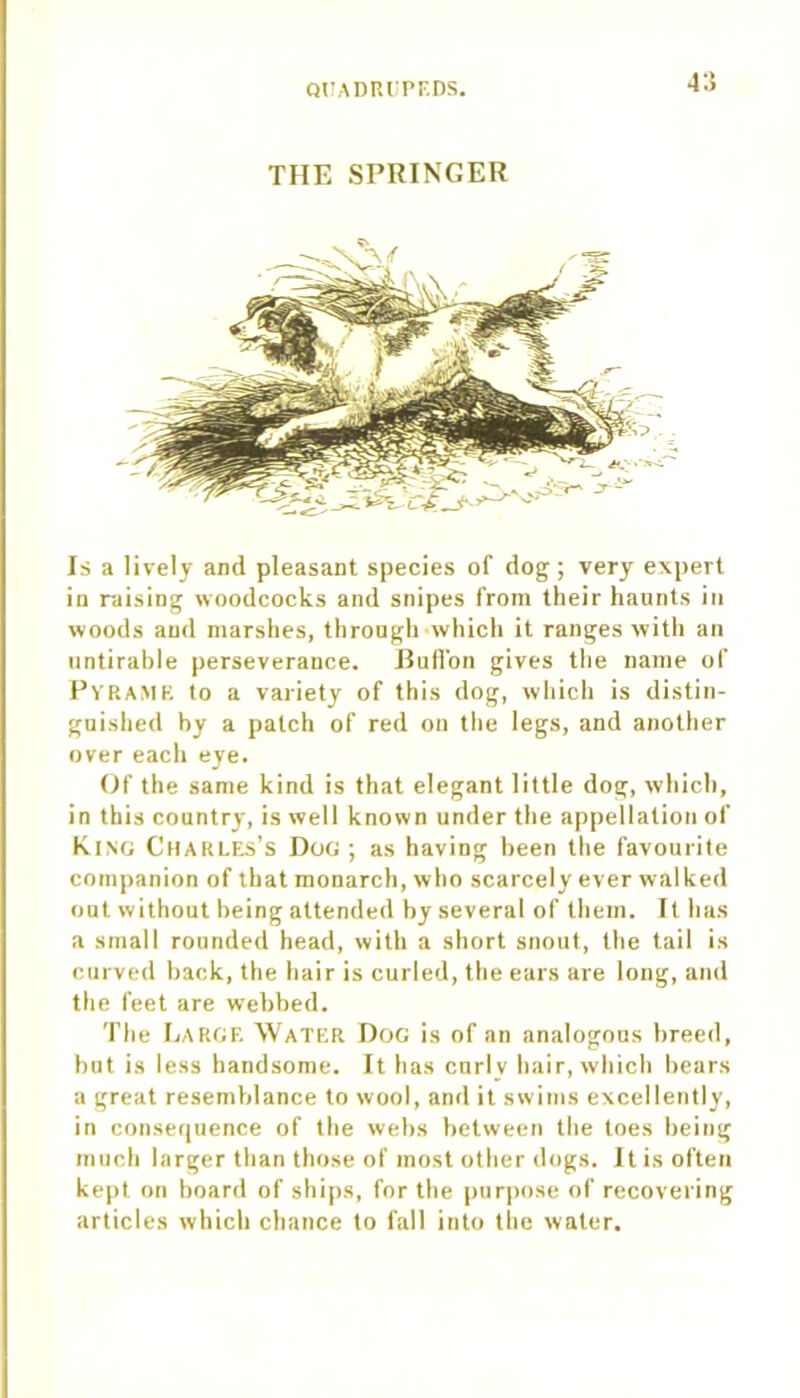 4:5 THE SPRINGER Is a lively and pleasant species of dog; very expert in raising woodcocks and snipes from their haunts in woods and marshes, through which it ranges with an untirable perseverance. Bufl’on gives the name of Pyrame to a variety of this dog, which is distin- guished by a patch of red on the legs, and another over each eye. Of the same kind is that elegant little dog, which, in this country, is well known under the appellation of King Charles’s Dog ; as having been the favourite companion of that monarch, who scarcely ever walked out without being attended by several of them. It has a small rounded head, with a short snout, the tail is curved back, the hair is curled, the ears are long, and the feet are webbed. The Large Water Dog is of an analogous breed, but is less handsome. It has curl v hair, which bears a great resemblance to wool, and it swims excellently, in consequence of the webs between the toes being much larger than those of most other dogs. It is often kept on board of ships, for the purpose of recovering articles which chance to fall into the water.