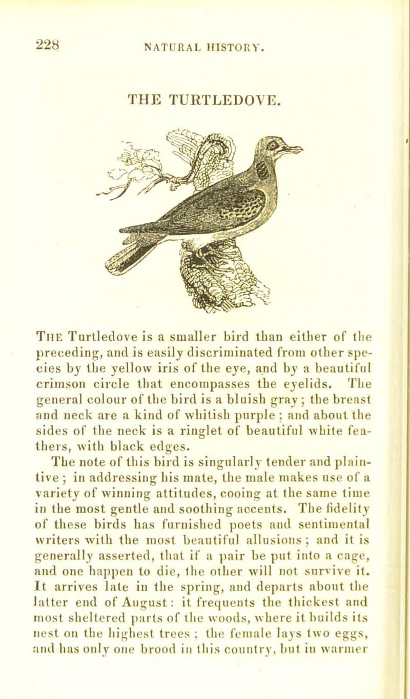 THE TURTLEDOVE. The Turtledove is a smaller bird than either of the preceding, and is easily discriminated from other spe- cies by the yellow iris of the eye, and by a beautiful crimson circle that encompasses the eyelids. The general colour of the bird is a bluish gray; the breast and neck are a kind of whitish purple ; and about the sides of the neck is a ringlet of beautiful white fea- thers, with black edges. The note of this bird is singularly tender and plain- tive ; in addressing his mate, the male makes use of a variety of winning attitudes, cooing at the same time in the most gentle and soothing accents. The fidelity of these birds has furnished poets and sentimental writers with the most beautiful allusions; and it is generally asserted, that if a pair be put into a cage, and one happen to die, the other will not survive it. It arrives late in the spring, and departs about the latter end of August: it frequents the thickest and most sheltered parts of the woods, where it builds its nest on the highest trees ; the female lays two eggs, and has only one brood in this country, but in warmer