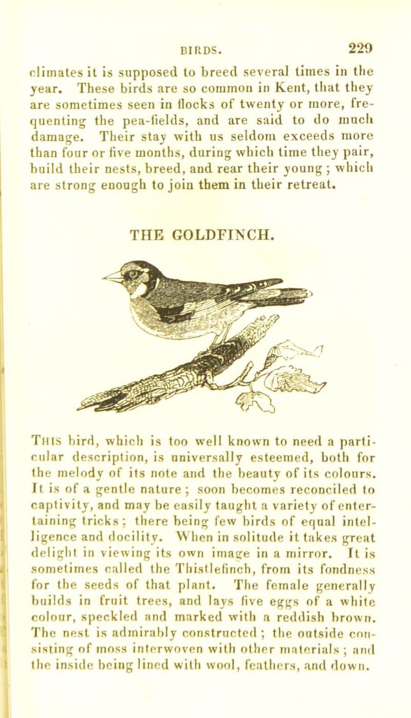 climates it is supposed to breed several times in the year. These birds are so common in Kent, that they are sometimes seen in flocks of twenty or more, fre- quenting the pea-tields, and are said to do much damage. Their stay with us seldom exceeds more than four or five months, during which time they pair, boild their nests, breed, and rear their young ; which are strong enough to join them in their retreat. THE GOLDFINCH. This bird, which is too well known to need a parti- cular description, is universally esteemed, both for the melody of its note and the beauty of its colours. It is of a gentle nature ; soon becomes reconciled to captivity, and may be easily taught a variety of enter- taining tricks: there being few birds of equal intel- ligence and docility. When in solitude it takes great delight in viewing its own image in a mirror, ft is sometimes called the Thistlefinch, from its fondness for the seeds of that plant. The female generally builds in fruit trees, and lays five eggs of a white colour, speckled and marked with a reddish brown. The nest is admirably constructed ; the outside con- sisting of moss interwoven with other materials ; and the inside being lined with wool, feathers, and down.
