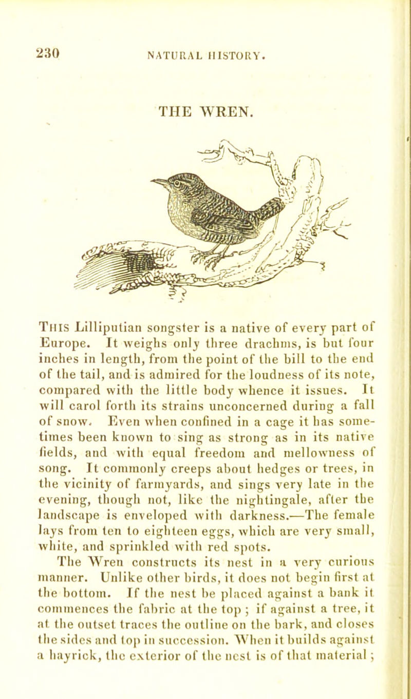 THE WREN. This Lilliputian songster is a native of every part of Europe. It weighs only three drachms, is but four inches in length, from the point of the bill to the end of the tail, and is admired for the loudness of its note, compared with the little body whence it issues. It will carol forth its strains unconcerned during a fall of snow. Even when confined in a cage it has some- times been known to sing as strong as in its native fields, and with equal freedom and mellowness of song. It commonly creeps about hedges or trees, in the vicinity of farmyards, and sings very late in the evening, though not, like the nightingale, after the landscape is enveloped with darkness.—The female lays from ten to eighteen eggs, which are very small, white, and sprinkled with red spots. The Wren constructs its nest in a very curious manner. Unlike other birds, it does not begin first at the bottom. If the nest he placed against a bank it commences the fabric at the top ; if against a tree, it at the outset traces the outline on the bark, and closes the sides and top in succession. When it builds against a hayrick, the exterior of the nest is of that material;