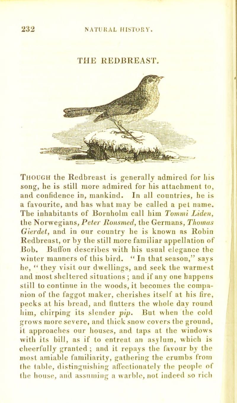 THE REDBREAST. THOUGH the Redbreast is generally admired for his song, he is still more admired for his attachment to, and confidence in, mankind. In all conntries, he is a favourite, and has what may be called a pet name. The inhabitants of Bornholm call him Tommi Liden, the Norwegians, Peter Ronsmed, the Germans, Thomas Gierdet, and in our country he is known as Robin Redbreast, or by the still more familiar appellation of Bob. Bufl’on describes with his usual elegance the winter manners of this bird. “ In that season,” says he, “ they visit our dwellings, and seek the warmest and most sheltered situations ; and if any one happens still to continue in the woods, it becomes the compa- nion of the faggot maker, cherishes itself at his fire, pecks at his bread, and llutters the whole day round him, chirping its slender pip. But when the cold grows more severe, and thick snow covers the ground, it approaches our houses, and taps at the windows with its bill, as if to entreat an asylum, which is cheerfully' granted ; and it repays the favour by the most amiable familiarity, gathering the crumbs from (lie table, distinguishing nll’ectionately the people of the house, and assuming a warble, not indeed so rich