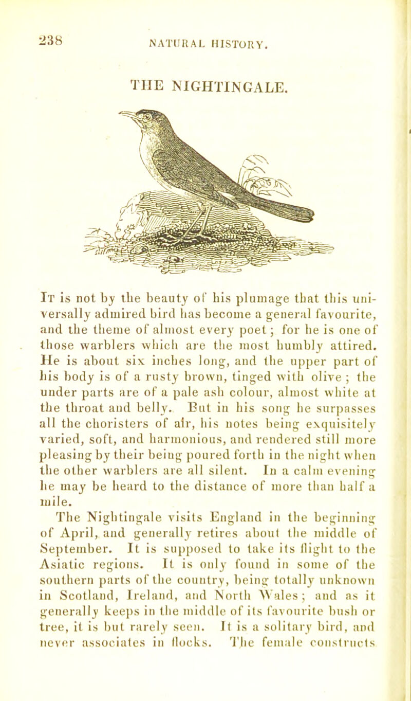 THE NIGHTINGALE. It is not by tlie beauty of bis plumage that tliis uni- versally admired bird has become a general favourite, and the theme of almost every poet; for he is one of (hose warblers which are the most humbly attired. He is about six inches long, and the upper part of his body is of a rusty brown, (inged with olive ; the under parts are of a pale ash colour, almost white at the throat and belly. But in his song he surpasses all the choristers of air, his notes being exquisitely varied, soft, and harmonious, and rendered still more pleasing by their being poured forth in the night when the other warblers are all silent. In a calm evening he may be heard to the distance of more than half a mile. The Nightingale visits England in the beginning of April, and generally retires about the middle of September. It is supposed to take its llight to the Asiatic regions. It is only found in some of the southern parts of the country, being totally' unknown in Scotland, Ireland, and North Wales; and as it generally keeps in the middle of its favourite bush or tree, it is but rarely seen. It is a solitary bird, and never associates in Hocks. The female constructs