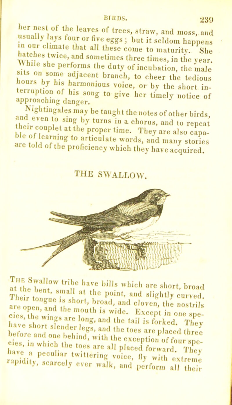 23!) tier nest of the leaves of trees, straw, and moss, and usually ays four or five eggs ; but it seldom happens nr climate that all these come to maturity. She hatches twice, and sometimes three times, in the year. 'Mule she performs the duty of incubation, the male bnnrsVT t0 the tedious 7ern.nl• r larmomous voi<=e, or by the short in- terruption of his song to give her timely notice of approaching danger. Nightingales may be taught the notes of other birds, thpylnen \°,SlnSl by turns in a chorus, and to repeat eir couplet at the proper time. They are also capa- a e .Zr* ‘° articula,e 'vords, and many stories are told of the proficiency which they have acquired. THE SWALLOW. TR SwaHow tribe have bills which are short, broad Their in*1 ’ S!lla * at t,le point, and slightly curved. TZVel lZ n Sh0rt’ !,r0ad’ a,ld c]0'™' ll-e nostrils ciesTh 1 *e m.0Uth ,S wi,Je- Except in one spe- cies, the wings are long, and the tail is forked Tlfev ave short slender legs, and the toes are placed three before and one behind, with the exception^ four spe- have 1,1 W Cr ,e t0-es are 3,1 Placed forward. They have a peculiar twittering voice, fly with extreme ve rinifi;*., I b J Willi rapidity, scarcely ever walk, and perform their
