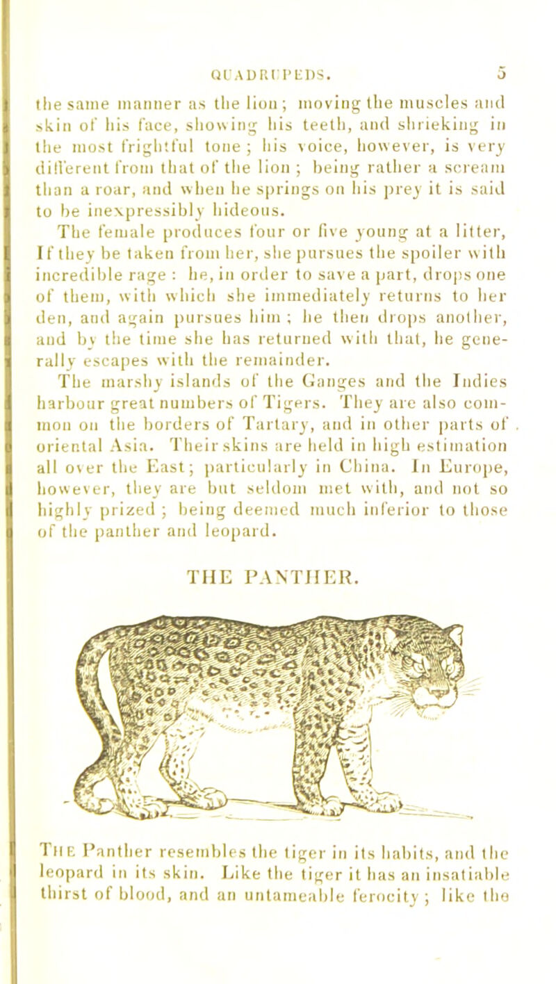 Ql'ADRI'i’liDS. the same manner as the lion; moving the muscles and skin of his face, showing his teeth, and shrieking in the most frightful tone; his voice, however, is very different from that of the lion ; being rather a scream than a roar, and when he springs on his prey it is said to be inexpressibly hideous. The female produces four or five young at a litter, If they be taken from her, she pursues the spoiler with incredible rage : he, in order to save a part, drops one of them, with which she immediately returns to her den, and again pursues him; he then drops another, and bv the time she has returned with that, he gene- rally escapes with the remainder. The marshy islands of the Ganges and the Indies harbour great numbers of Tigers. They are also com- mon on the borders of Tartary, and in other parts of oriental Asia. Their skins are held in high estimation all over the East; particularly in China. In Europe, however, they are but seldom met with, and not so highly prized ; being deemed much inferior to those of the panther and leopard. THE PANTHER. The Panther resembles the tiger in its habits, and the leopard in its skin. Like the tiger it has an insatiable thirst of blood, and an untameable ferocity ; like the