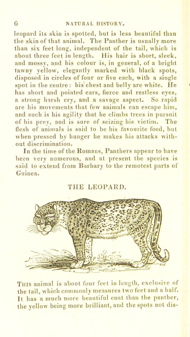 leopard its skin is spotted, but is less beautiful than tbe skin of that animal. The Panther is usually more than six feet long, independent of tbe tail, which is about three feet in length. His hair is short, sleek, and mossy, and his colour is, in general, of a bright tawny yellow, elegantly marked with black spots, disposed in circles of four or five each, with a single spot in the centre : his chest aud belly are white. He has short and pointed ears, fierce and restless eyes, a strong harsh cry, and a savage aspect. So rapid are his movements that few animals can escape him, and such is his agility that he climbs trees in pursuit of his prey, and is sure of seizing his victim. The flesh of animals is said to be his favourite food, but when pressed by hunger he makes his attacks with- out discrimination. In the time of the Romans, Panthers appear to have been very numerous, aud at present the species is said to extend from Barbary to the remotest parts of Guinea. THE LEOPARD. This animal is about four feet in length, exclusive of the tail, which commonly measures two feet and a half. It has a much more beautiful coat than the panther, the yellow being more brilliant, and the spots not dis-