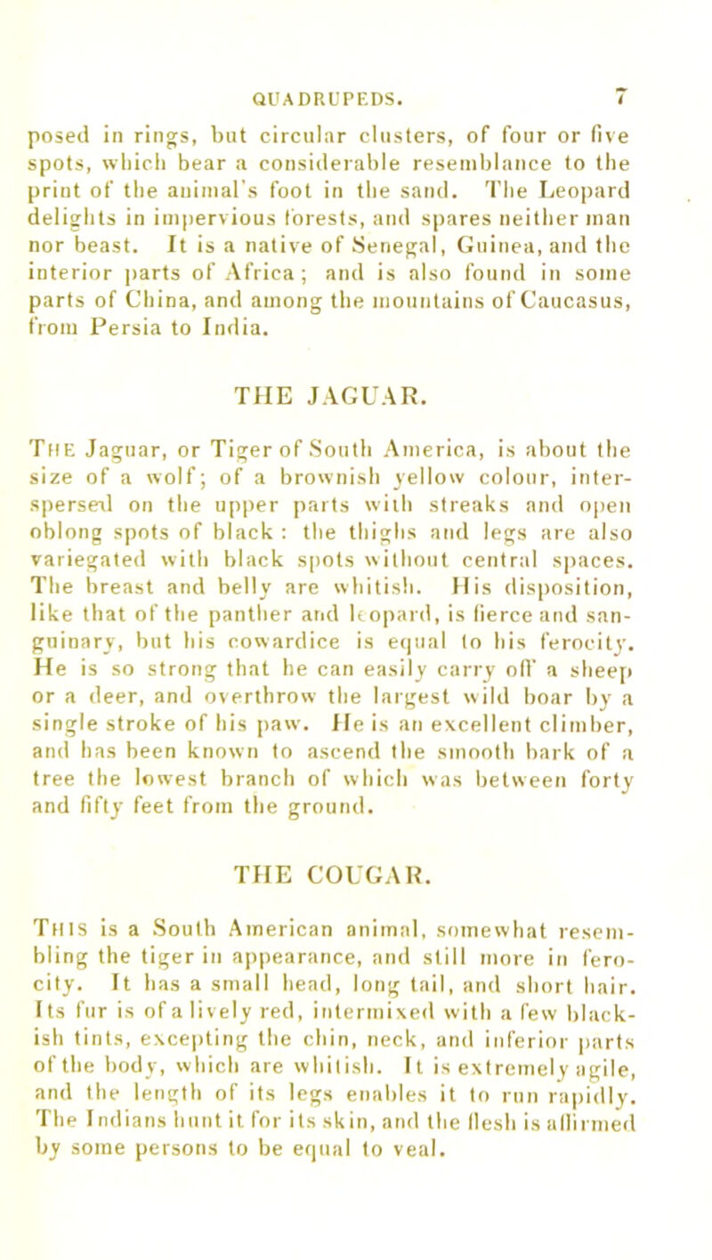 posed in rings, but circular clusters, of four or live spots, which bear a considerable resemblance to the print of the animal’s foot in the sand. The Leopard delights in impervious forests, and spares neither man nor beast. It is a native of Senegal, Guinea, and the interior parts of Africa; and is also found in some parts of China, and among the mountains of Caucasus, from Persia to India. THE JAGUAR. The Jaguar, or Tiger of South America, is about the size of a wolf ; of a brownish yellow colour, inter- spersed on the upper parts with streaks and open oblong spots of black : the thighs and legs are also variegated with black spots without central spaces. The breast and belly are whitish. His disposition, like that of the panther and leopard, is fierce and san- guinary, but his cowardice is ecpial to his ferocity. He is so strong that he can easily carry of!' a sheep or a deer, and overthrow the largest wild boar by a single stroke of his paw. He is an excellent climber, and has been known to ascend the smooth bark of a tree the lowest branch of which was between forty and fifty feet from the ground. THE COUGAR. This is a South American animal, somewhat resem- bling the tiger in appearance, and still more in fero- city. It has a small head, long tail, and short hair. I ts fur is of a lively red, intermixed with a few black- ish tints, excepting the chin, neck, and inferior parts of the body, which are whitish. It is extremely agile, and the length of its legs enables it to run rapidly. The Indians hunt it for its skin, and the llesli is affirmed by some persons to be equal to veal.