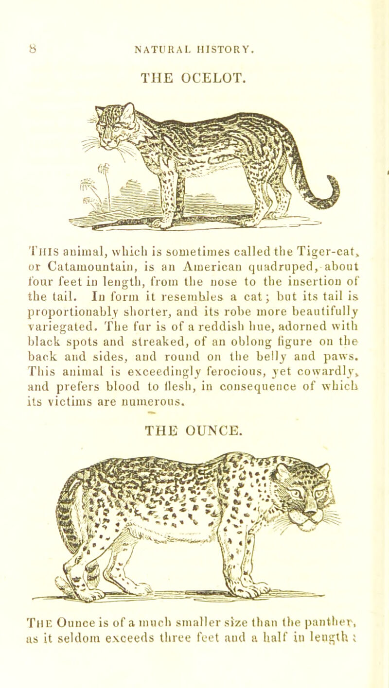 THE OCELOT. This animal, which is sometimes called the Tiger-cat, or Catamountain, is an American quadruped, about four feet in length, from the nose to the insertion of the tail. In form it resembles a cat; but its tail is proportionally shorter, and its robe more beautifully variegated. The fur is of a reddish hue, adorned with black spots and streaked, of an oblong ligure on the back and sides, and round on the belly and paws. This animal is exceedingly ferocious, yet cowardly, and prefers blood to llesh, in consequence of which its victims are numerous. THE OUNCE. The Ounce is of a much smaller size than the panther, as it seldom exceeds three feet aud a half in length ;