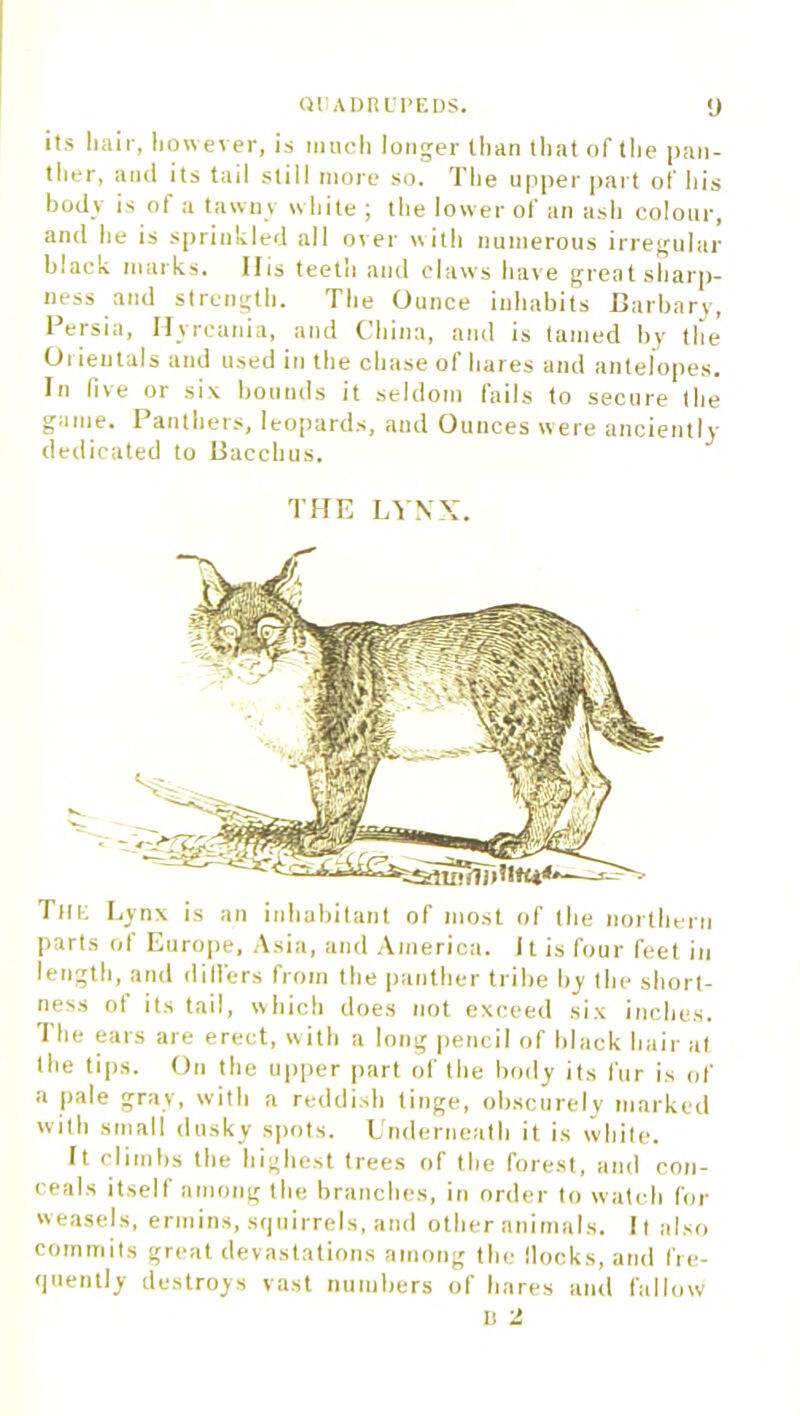 its hair, however, is much longer than that of the pan- ther, and its tail still more so. The upper part of his body is of a tawny white ; the lower of an ash colour, and he is sprinkled all over w ith numerous irregular black marks. IJ is teeth and claws have great sharp- ness and strength. The Ounce inhabits Barbary, Persia, Hyrcania, and China, and is tamed by the Orientals and used in the chase of hares and antelopes. In five or six bounds it seldom fails to secure the game. Panthers, leopards, and Ounces were anciently dedicated to Bacchus. THE LYNX. Tilt; Lynx is an inhabitant of most of the northern parts of Europe, Asia, and America, i t is four feet in length, and dillers from the panther tribe by the short- ness of its tail, which does not exceed six inches. The ears are erect, with a long pencil of black hair at the tips. On the upper part of the body its fur is of a pale gray, with a reddish tinge, obscurely marked with small dusky spots. Underneath it is white. It climbs the highest trees of the forest, and con- ceals itself among the branches, in order to watch for weasels, ermins, squirrels, and other animals. It also commits great devastations among the Mocks, and fre- quently destroys vast numbers of hares and fallow D 2