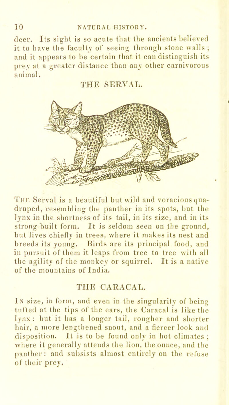 fleer. Its sight is so acute that (lie ancients believed it to have the faculty of seeing through stone walls ; and it appears to be certain that it cau distinguish its prey at a greater distance than any other carnivorous animal. THE SERVAL. The Serval is a beautiful but wild and voracious qua- druped, resembling the panther in its spots, but the lynx in the shortness of its tail, in its size, and in its strong-built form. It is seldom seen on the ground, but lives chielly in trees, where it makes its nest and breeds its young. Birds are its principal food, and in pursuit of them it leaps from tree to tree with all the agility of the monkey or squirrel. It is a native of the mountains of India. THE CARACAL. In size, in form, and even in the singularity of being tufted at the tips of the ears, the Caracal is like the lynx : but it has a longer tail, rougher and shorter hair, a more lengthened snout, and a fiercer look and disposition. It is to be found only in hot climates ; where it generally atteuds the lion, the ounce, and the panther: and subsists almost entirely on the refuse of their prey.