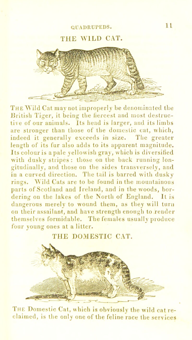 THE WILD CAT. II The Wild Cat may not improperly be denominated the British Tiger, it being the liercest and most destruc- tive of our animals. Its head is larger, and its limbs are stronger than those of the domestic cat, which, indeed it generally exceeds in size. The greater length of its fur also adds to its apparent magnitude. Its colour is a pale yellowish gray, w hich is diversified with dusky stripes : those on the hack running lon- gitudinally, and those on the sides transversely, and in a curved direction. The tail is barred with dusky rings. Wild Cats are to he found in the mountainous parts of Scotland and Ireland, and in the woods, bor- dering on the lakes of the North of England. It is dangerous merely to wound them, as they will turn on their assailant, and have strength enough to render themselves formidable. The females usually produce four young ones at a litter. THE DOMESTIC CAT. The Domestic Cat, which is obviously the wild cat re- claimed, is the only one of the feline race the services