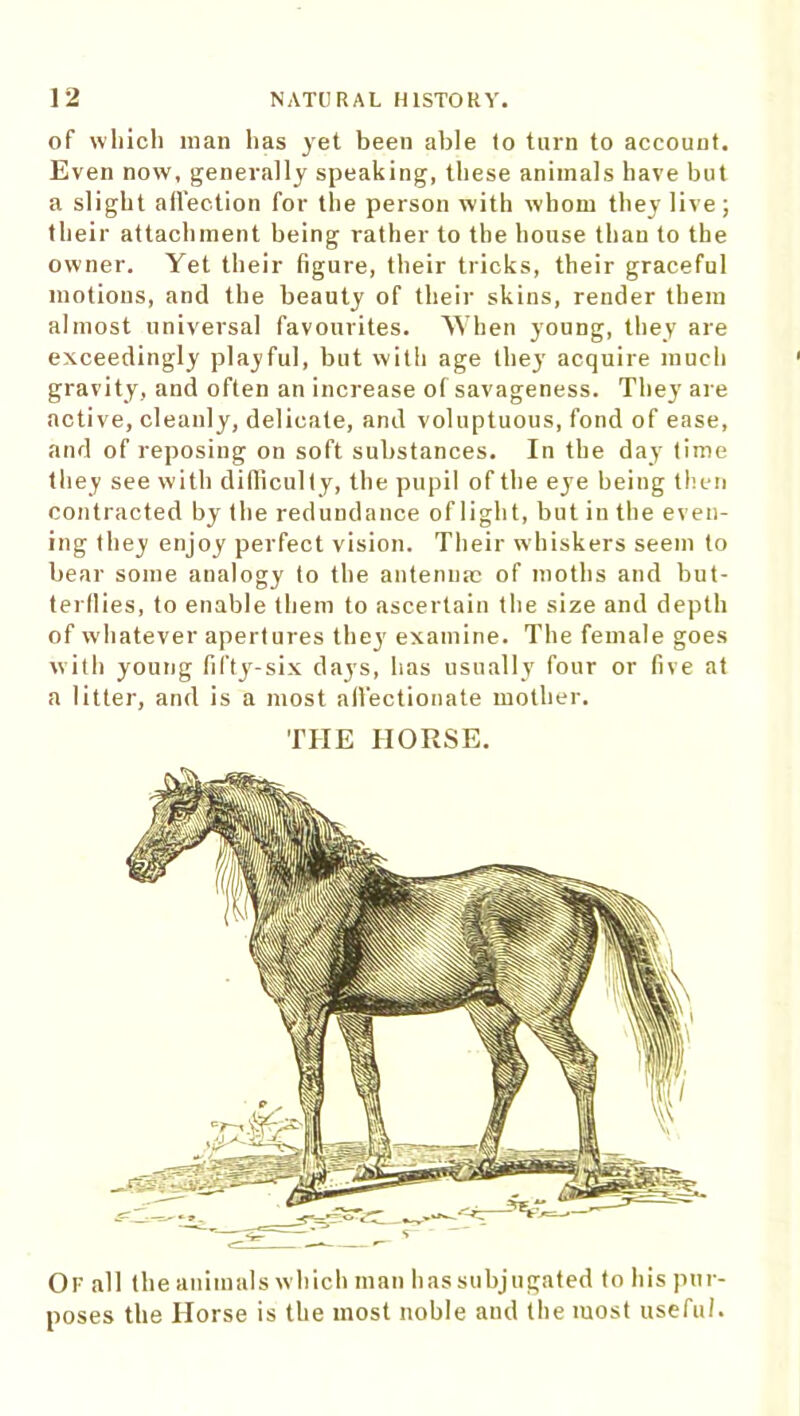 of which man has jet been able to turn to account. Even now, generally speaking, these animals have but a slight affection for the person with whom they live; their attachment being rather to the house than to the owner. Yet their figure, their tricks, their graceful motions, and the beauty of their skins, render them almost universal favourites. When young, they are exceedingly playful, but with age they acquire much gravity, and often an increase of savageness. They are active, cleanly, delicate, and voluptuous, fond of ease, and of reposing on soft substances. In the day time they see with difficulty, the pupil of the eye being then contracted by the redundance of light, but in the even- ing they enjoy perfect vision. Their whiskers seem to bear some analogy to the antenna; of moths and but- terflies, to enable (hem to ascertain the size and depth of whatever apertures they examine. The female goes with young fifty-six days, has usually four or five at a litter, and is a most affectionate mother. THE HORSE. Of all the animals which man has subjugated to his pur- poses the Horse is the most noble and the most useful.